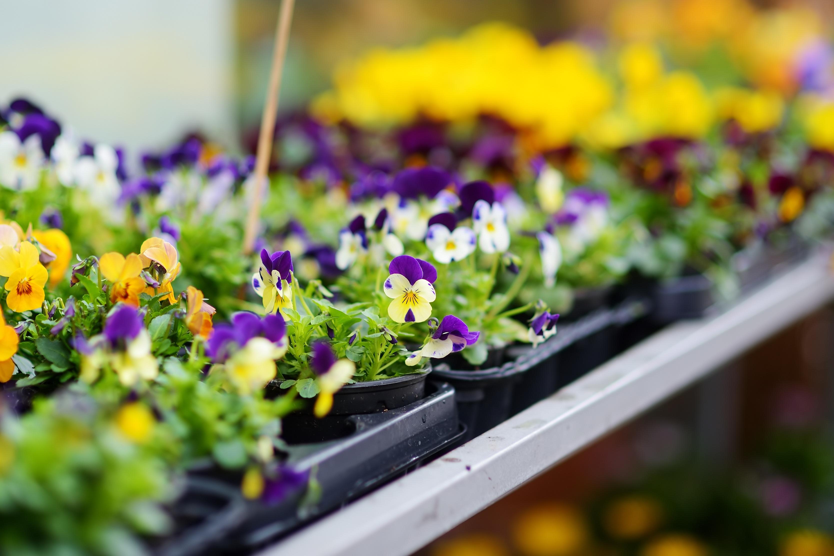 Beautiful colorful flowers sold in outdoor flower shop
