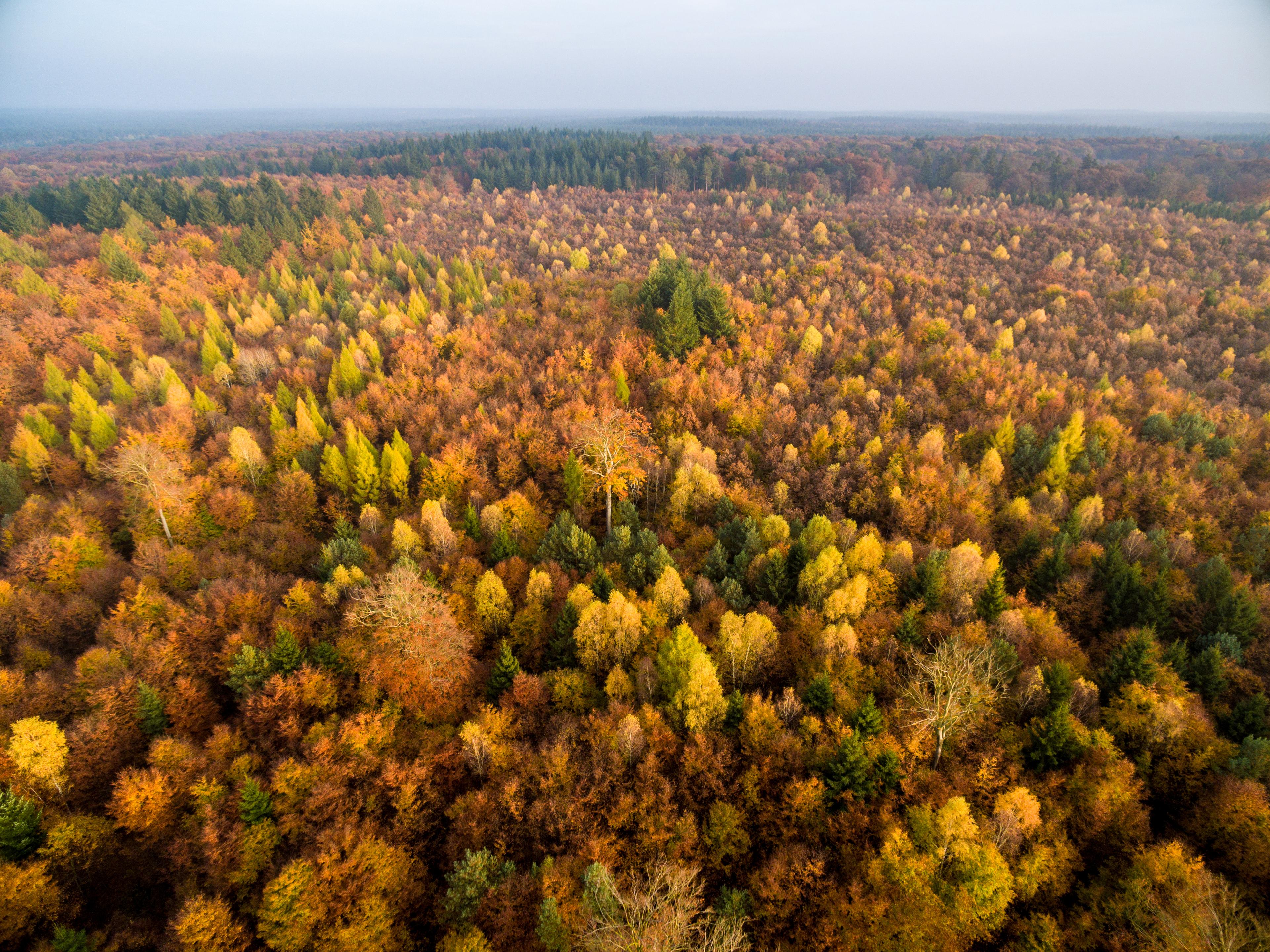 Der Lüsswald von oben im bunten Herbst