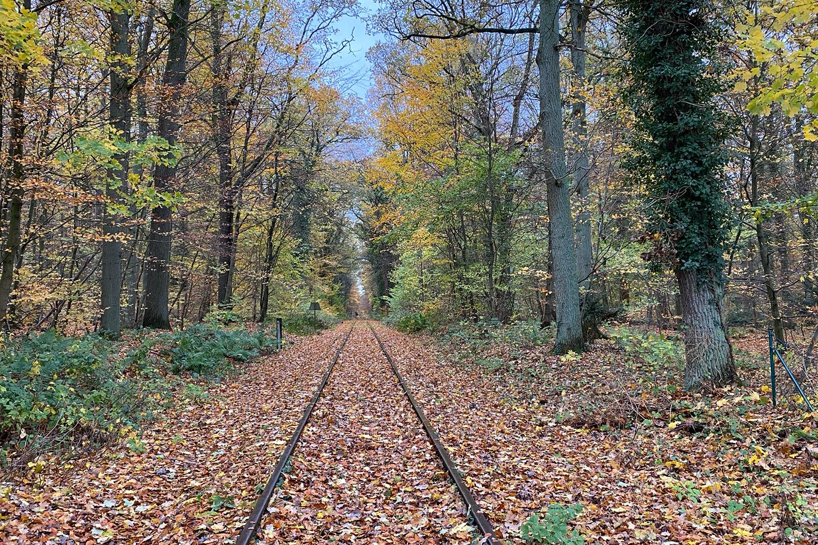 14.11.2023 Wald in Lüneburg