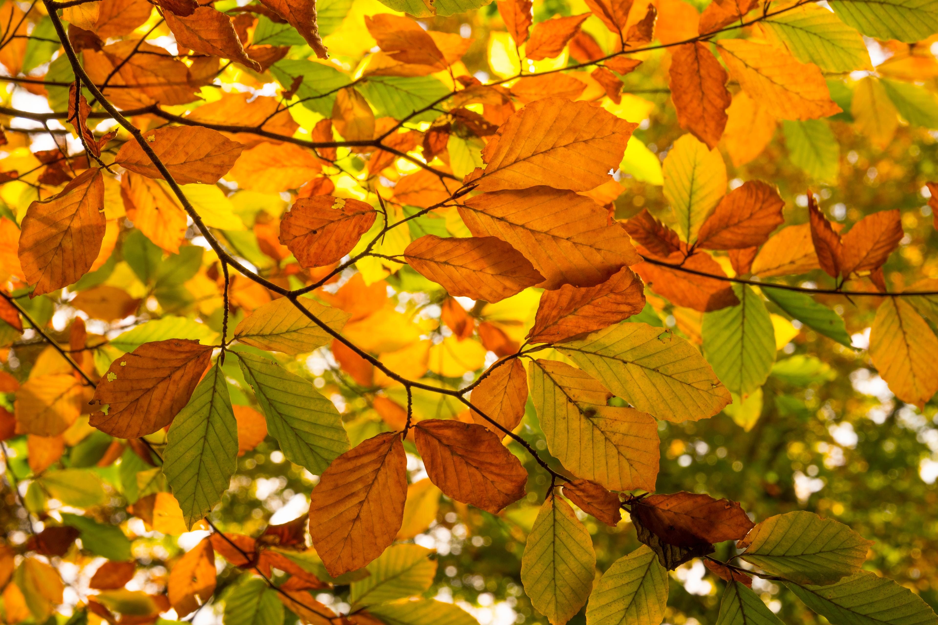 Herbst mit bunten Blättern im Lüsswald bei Unterlüss