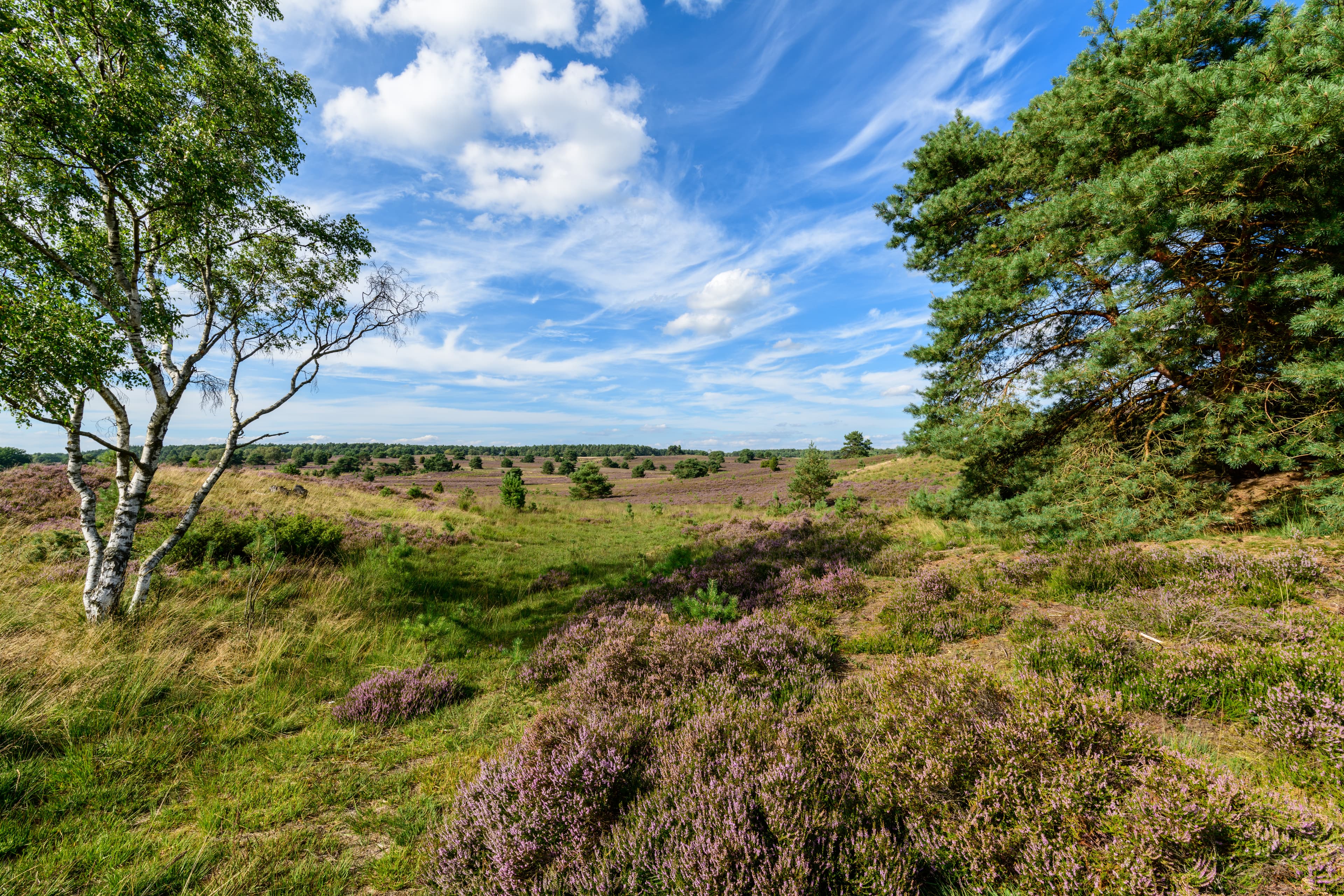 Blick_auf_die_blühende_Undeloher_Heide