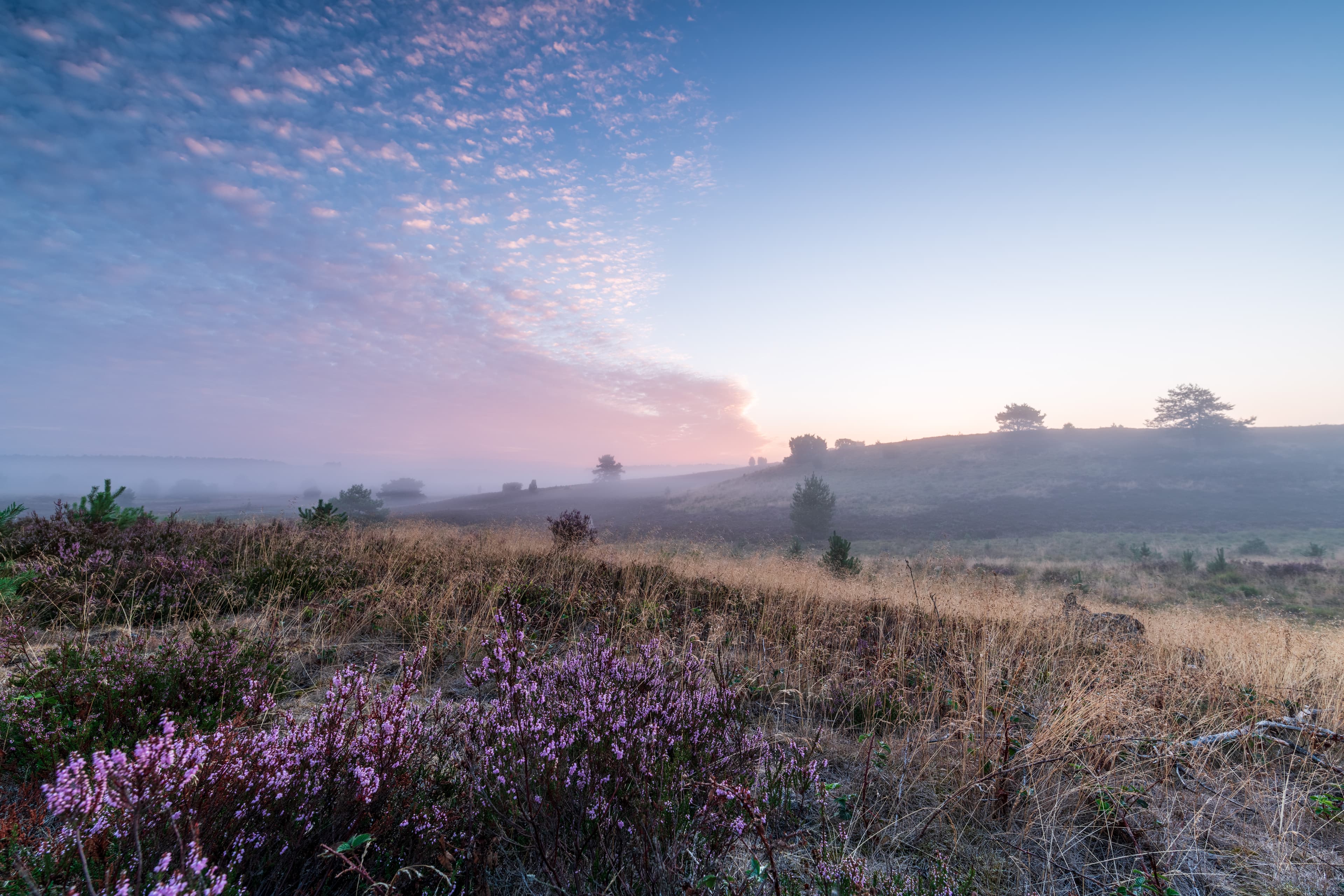 Das Radenbachtal bei Undeloh im Sonnenaufgang