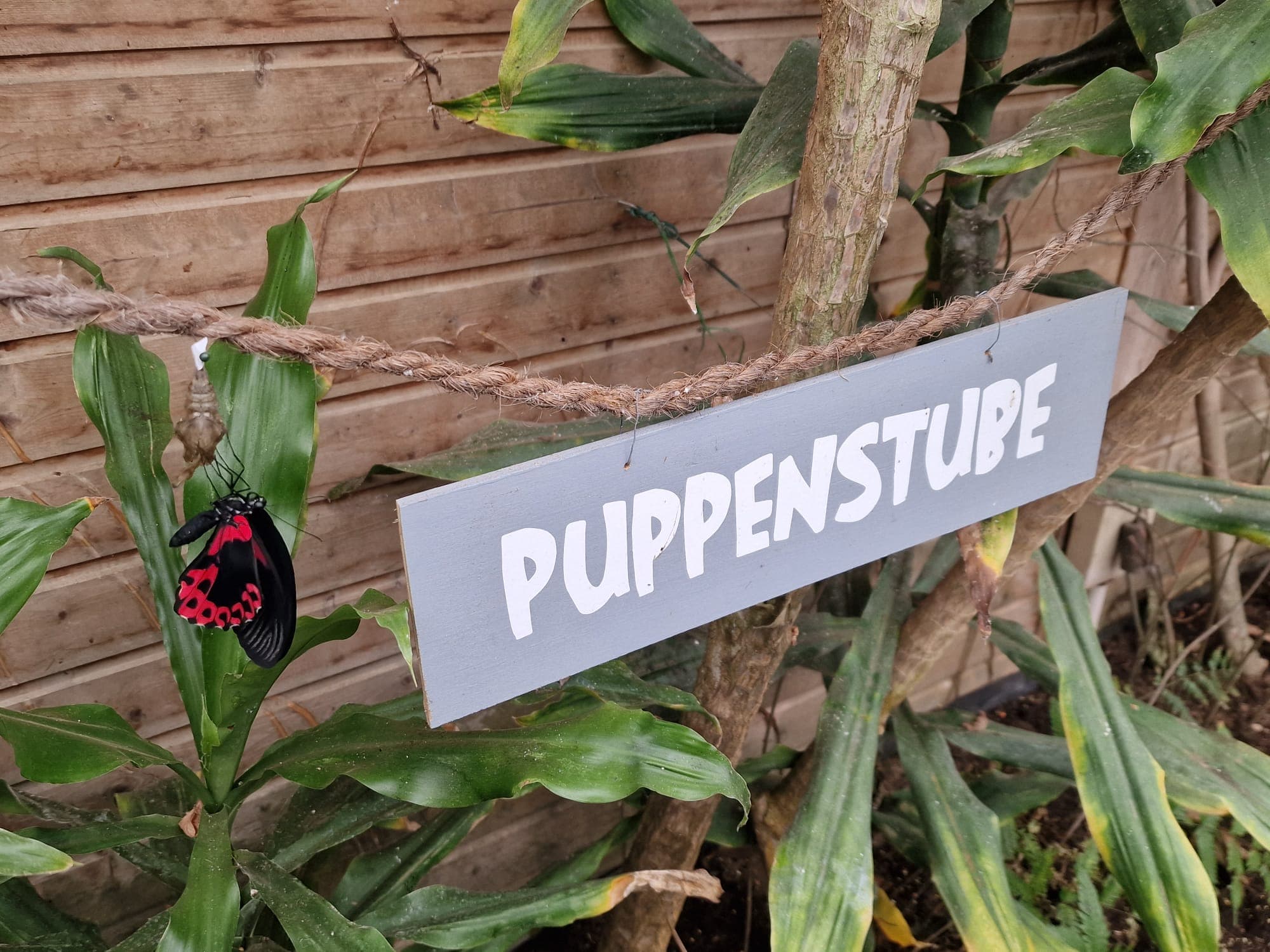 Puppenstube im ALARIS Schmetterlingspark