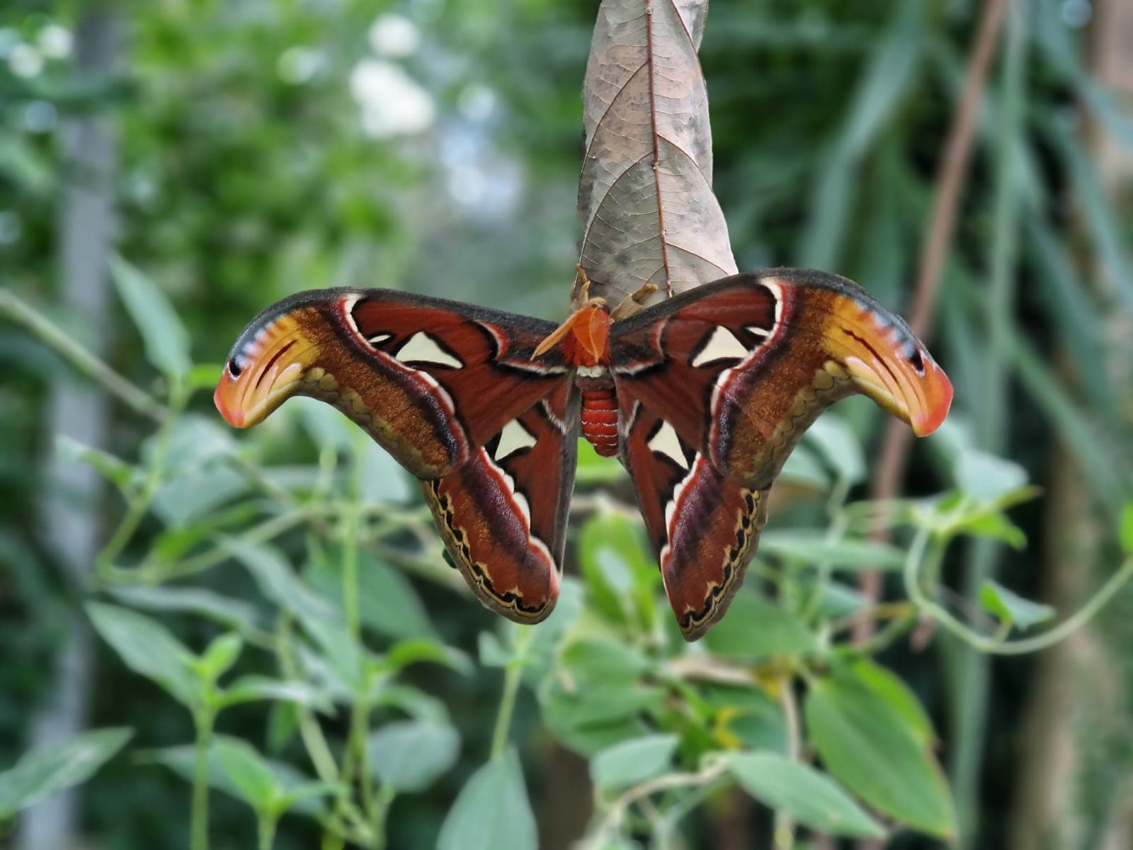 Atlas Seidenspinner