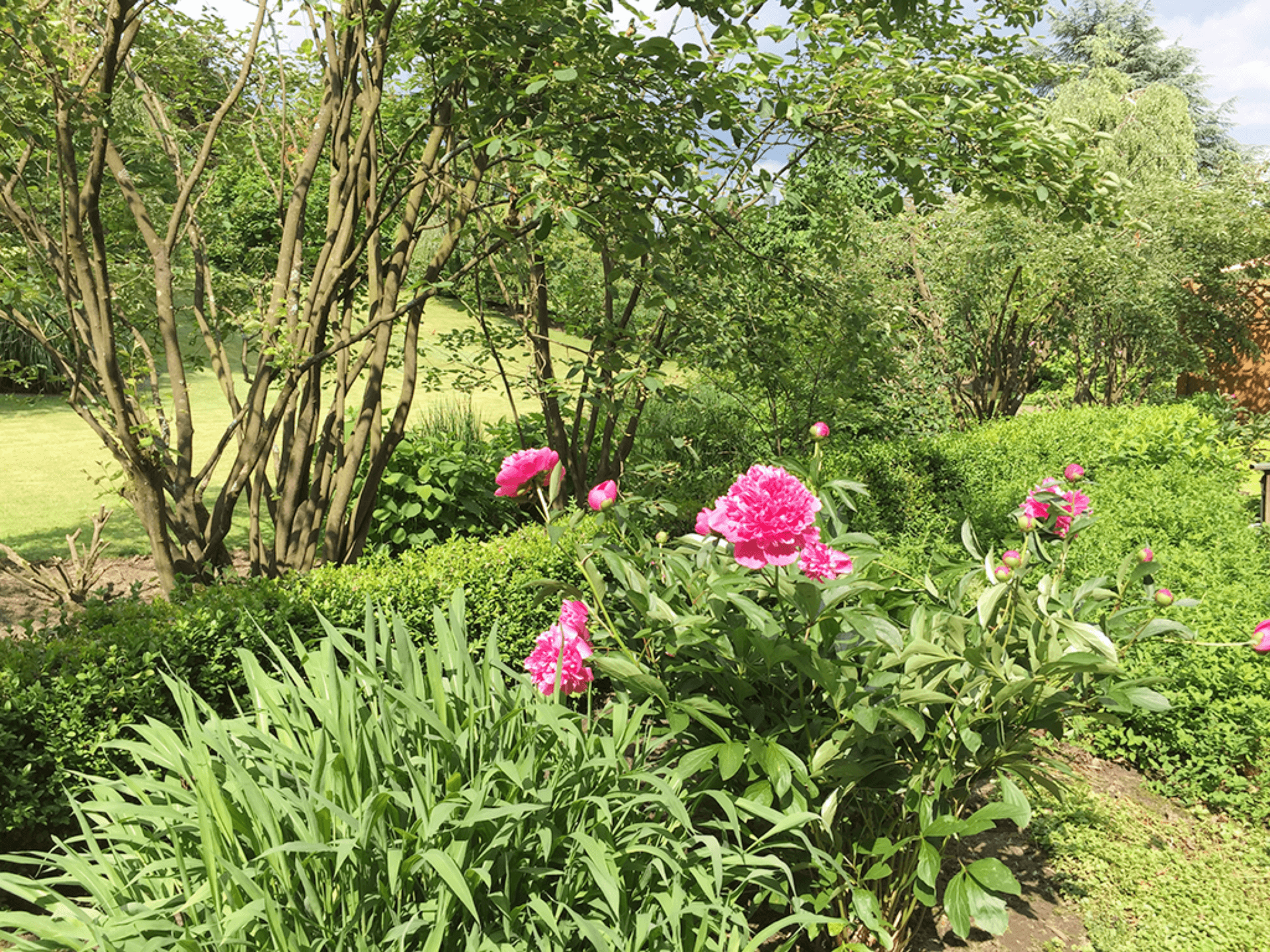 Rosa Pfingstrosen blühen im Vordergrund eines grünen Gartens mit Bäumen und Rasen.