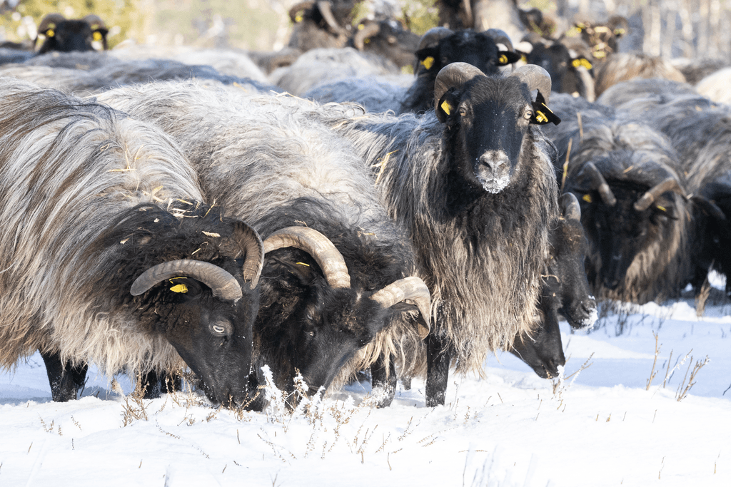 Oberoher Heide, Heidschnucken im Winter