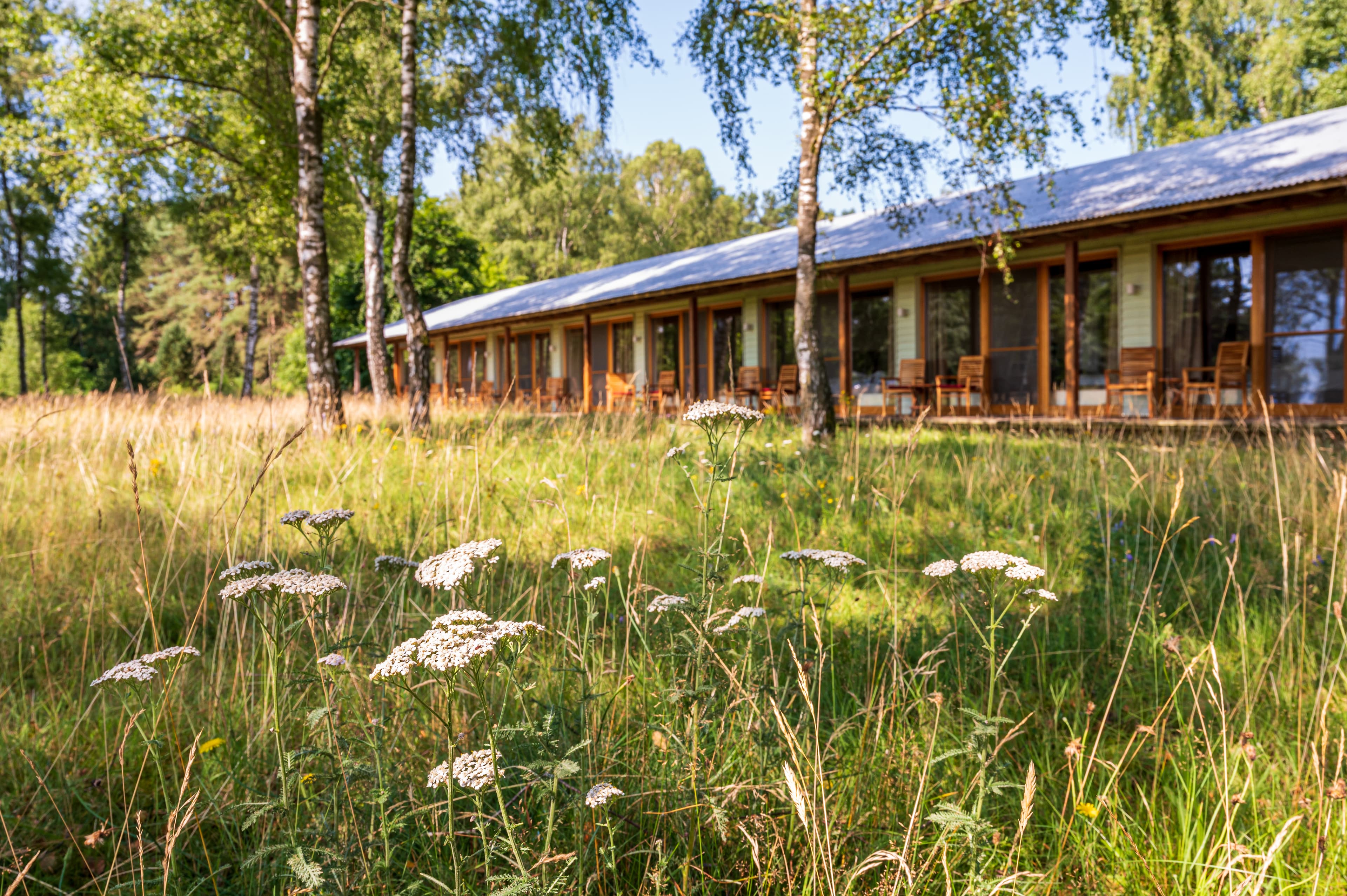 Langes Gebäude mit Holzveranda hinter einer wilden Wiese mit weißen Blumen und Birken.