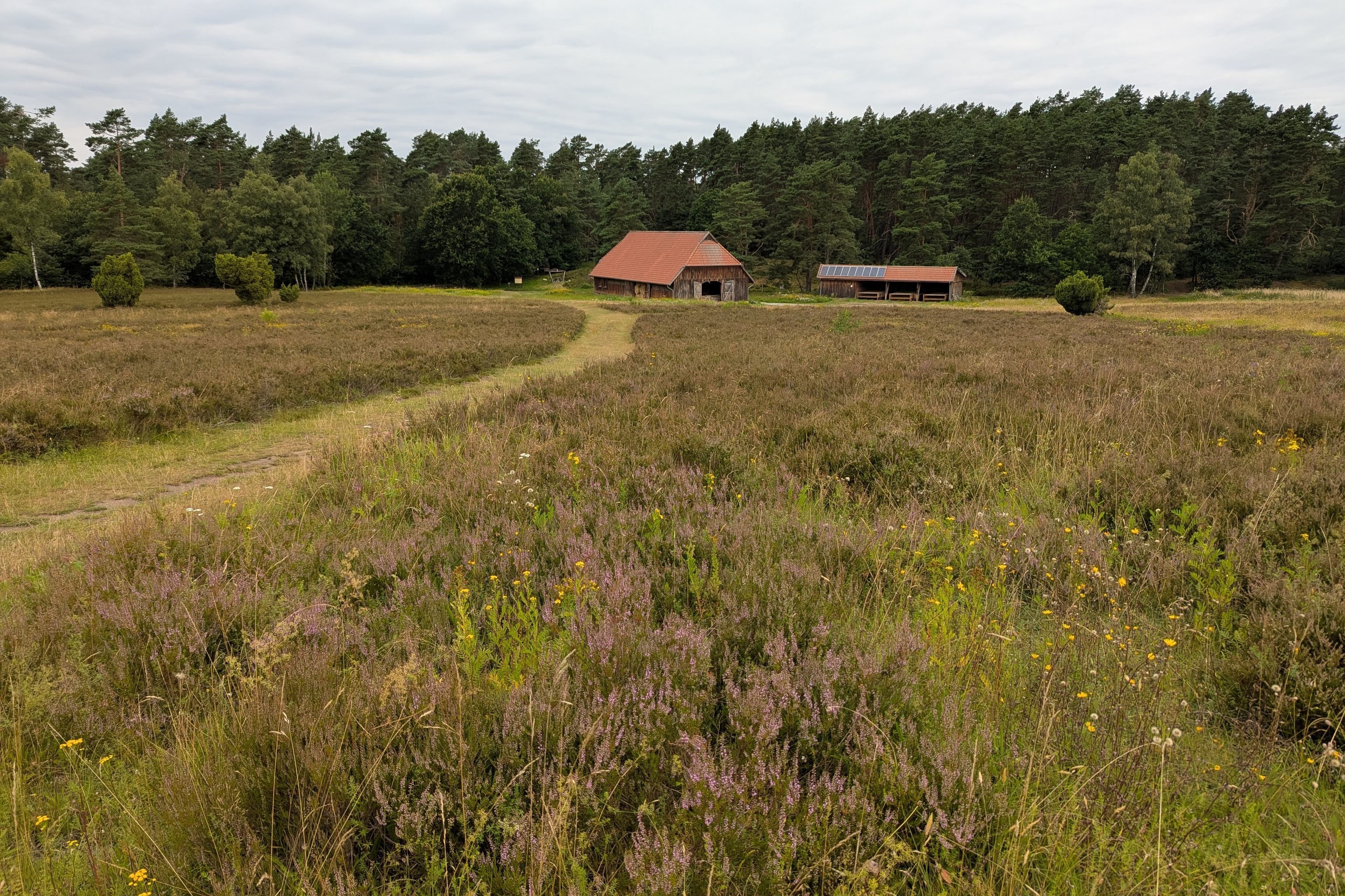 Stand der Heideblüte in der Kronsbergheide