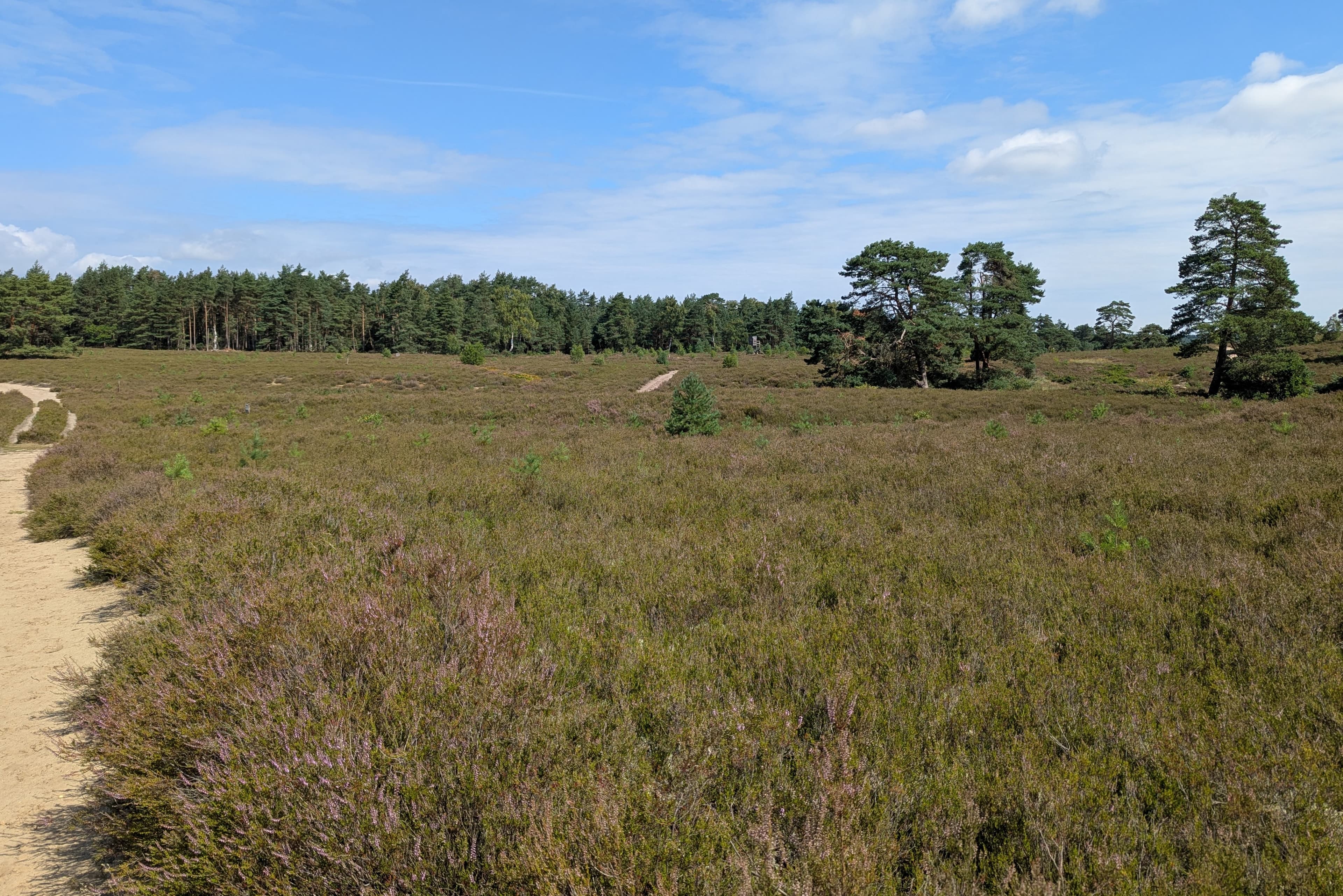 Stand der Heideblüte in der Schwindebecker Heide