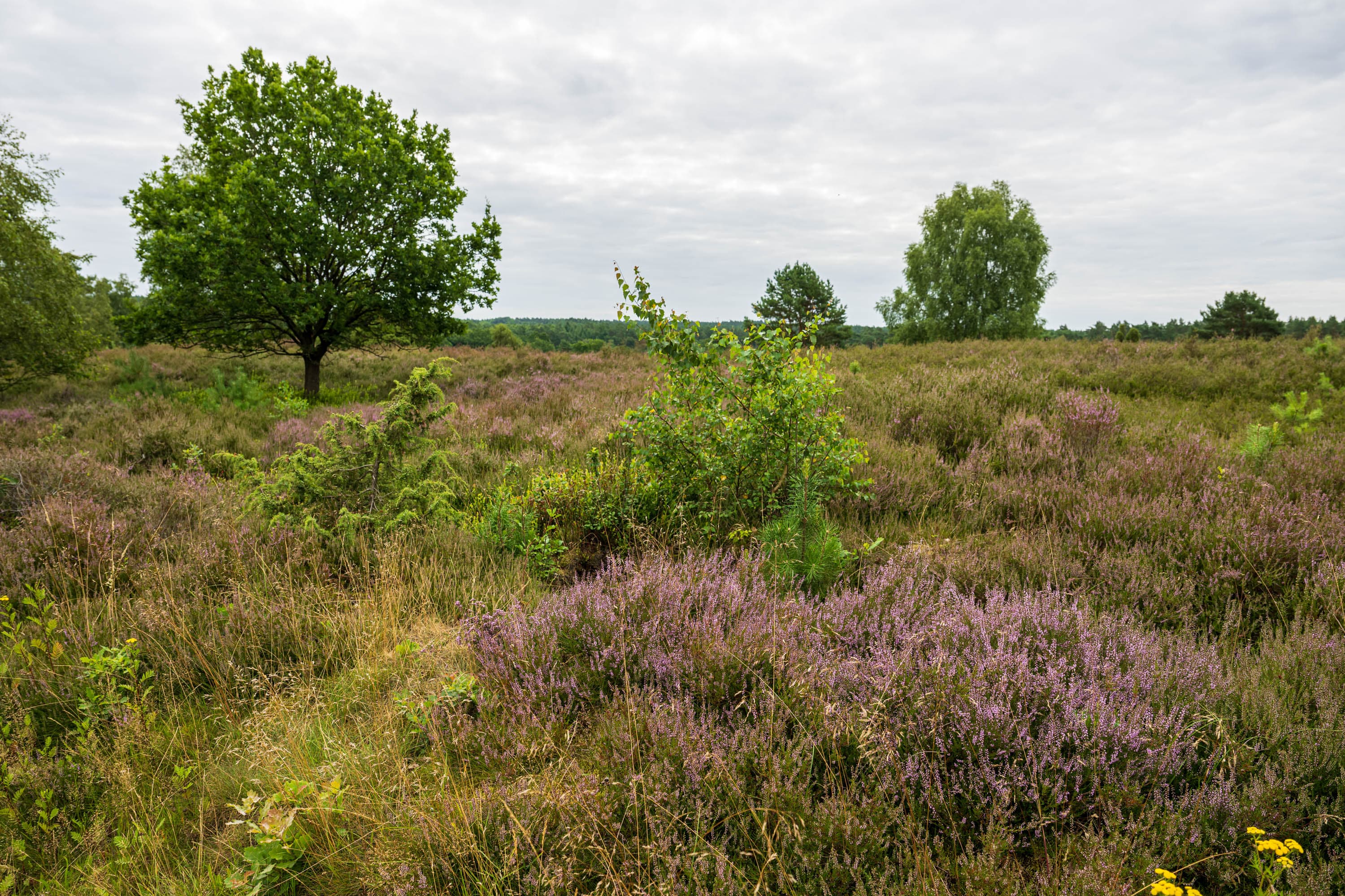 Stand der Heideblüte in der Sudermühler Heide
