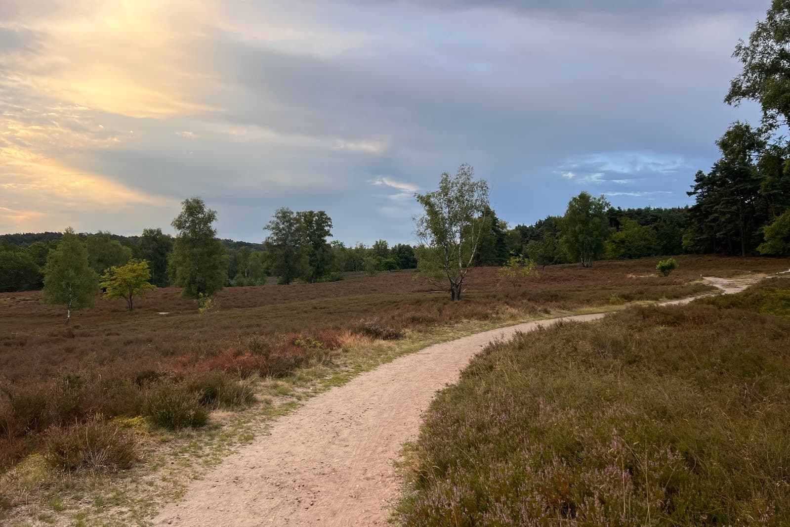 Stand der Heideblüte in der Fischbeker Heide