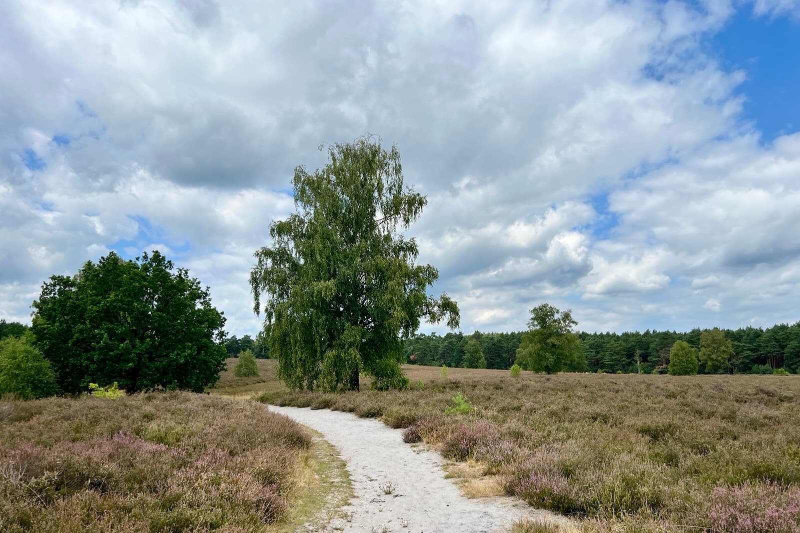 Stand der Heideblüte am Wietzer Berg