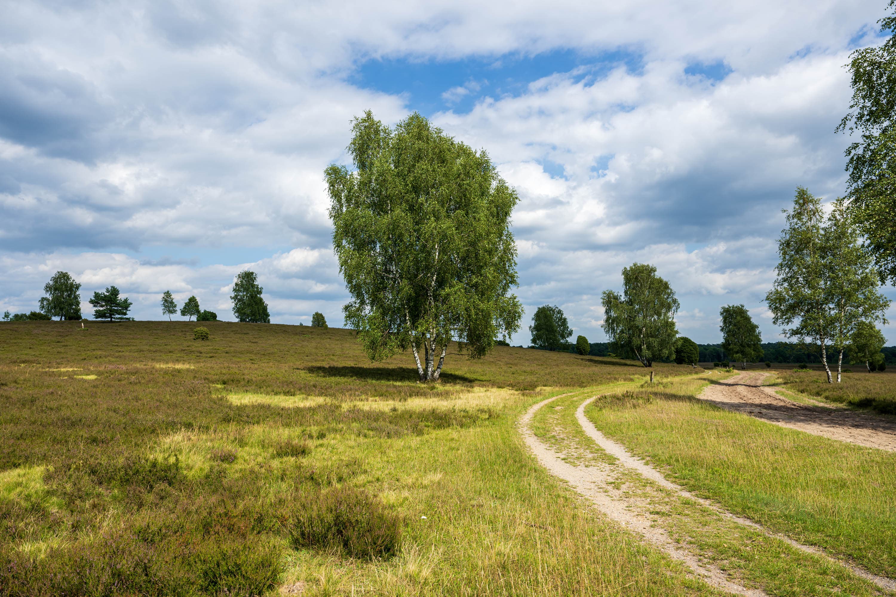 Stand der Heideblüte in der Döhler Heide