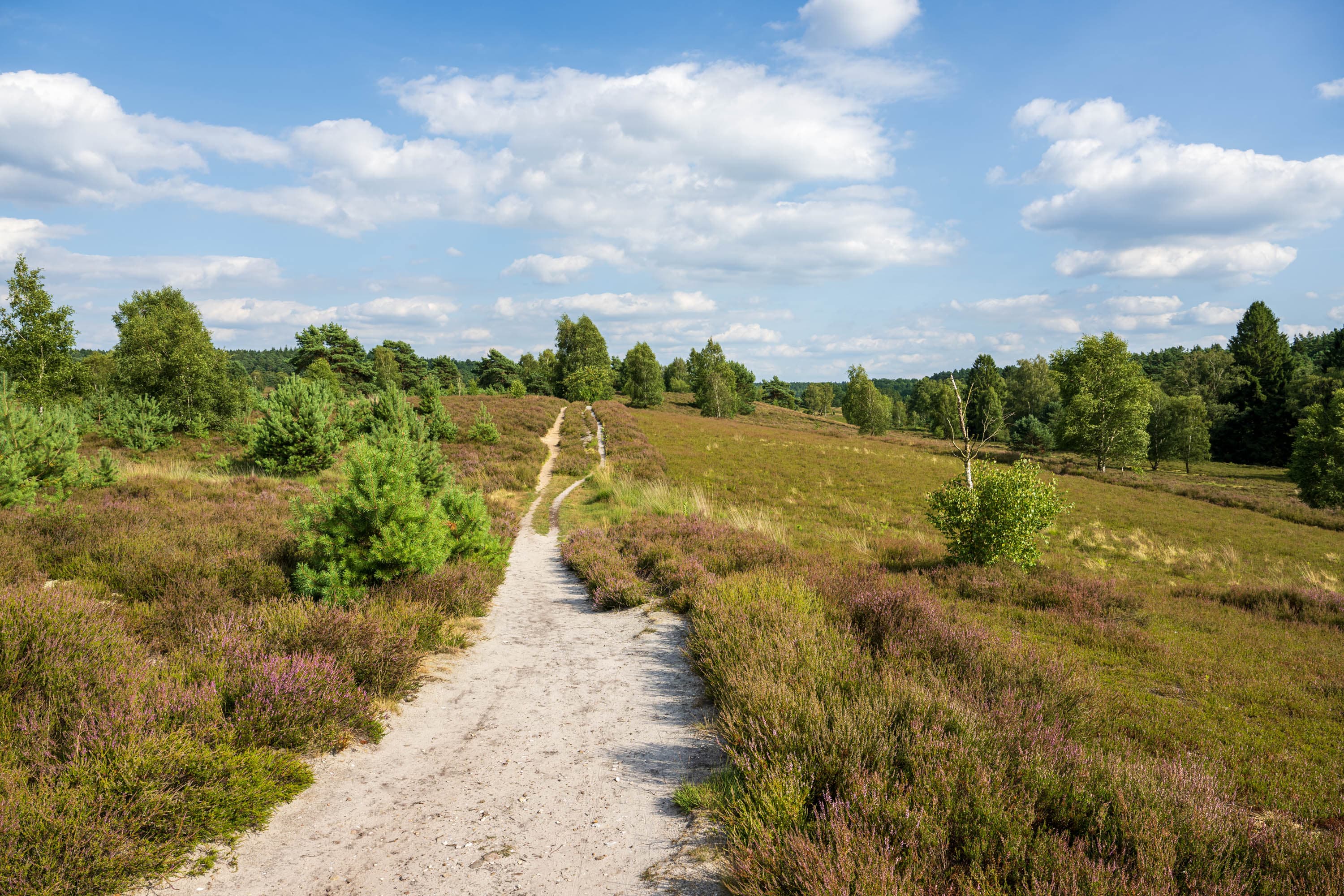 Stand der Heideblüte in der Weseler Heide