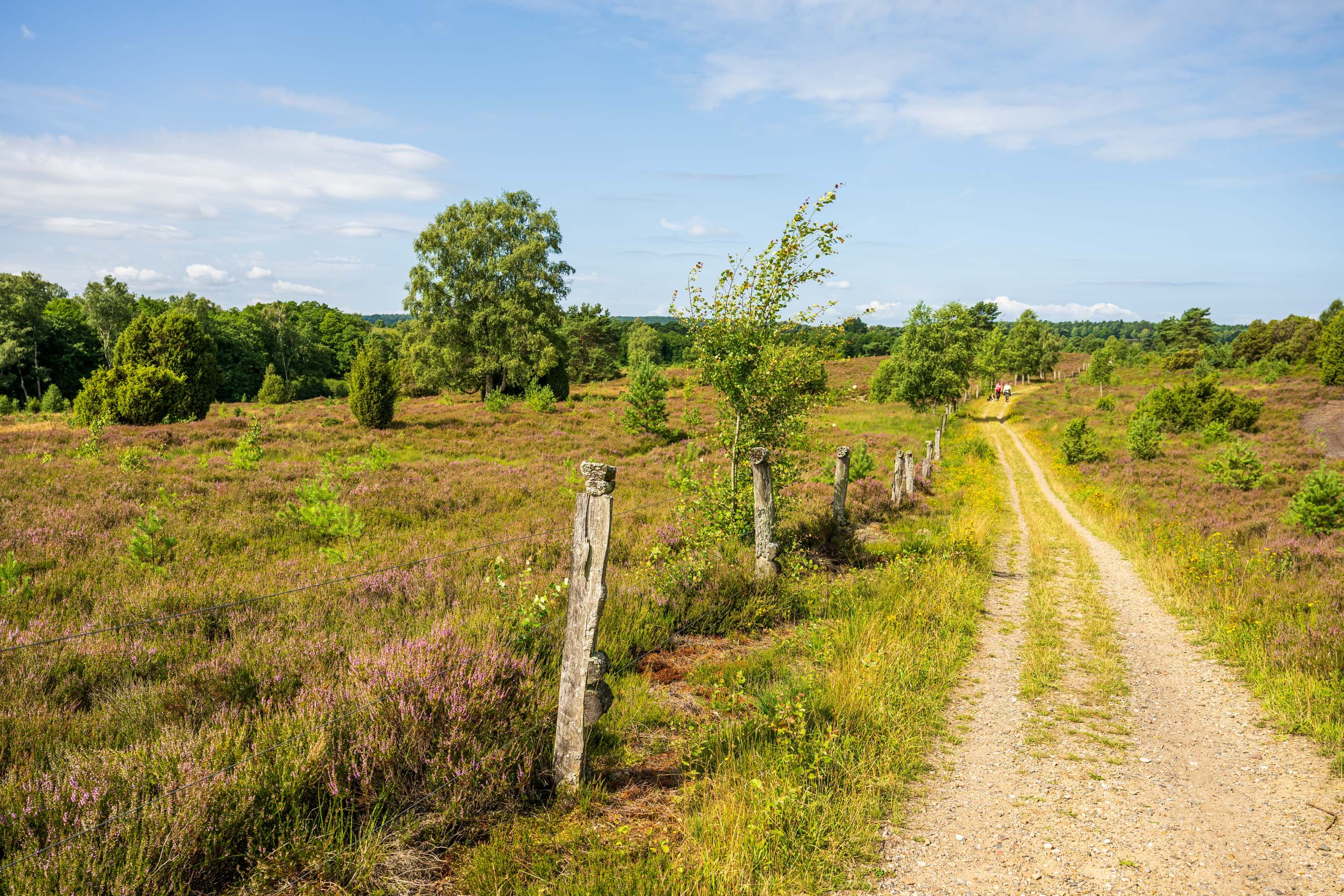 Stand der Heideblüte im Radenbachtal