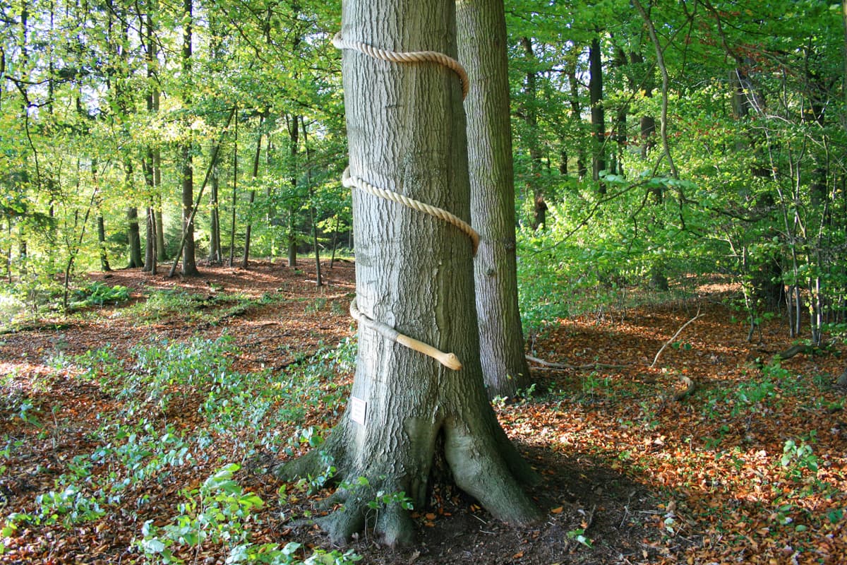 Märchenwanderweg-Schlangenbaum