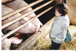 Schweine auf dem Erlebnisbauernhof Familie Wehrhoff - Ferienhof