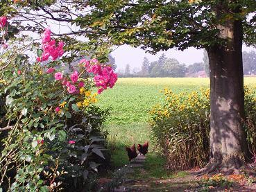 Hühner im Garten auf dem Erlebnisbauernhof Familie Wehrhoff - Ferienhof