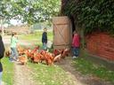 Hühner im Garten auf dem Erlebnisbauernhof Familie Wehrhoff - Ferienhof