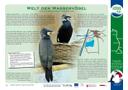 Tafel 11: Welt der Wasservögel