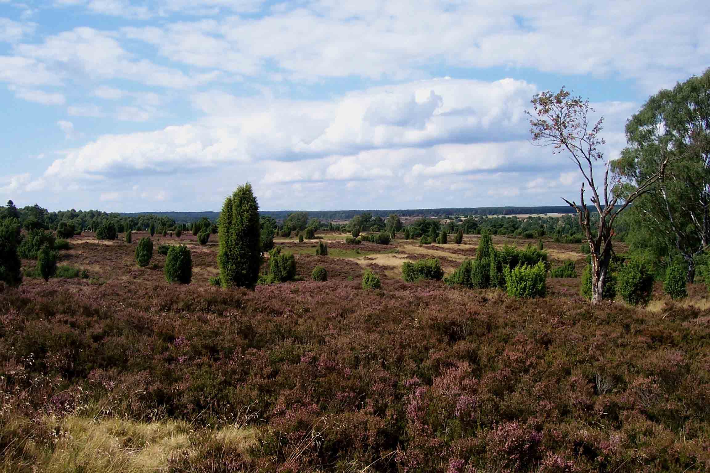 Heidelandschaft im Naturschutzgebiet