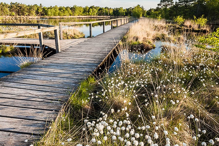 Wollgrasblüte im Pietzmoor in der Lüneburger Heide