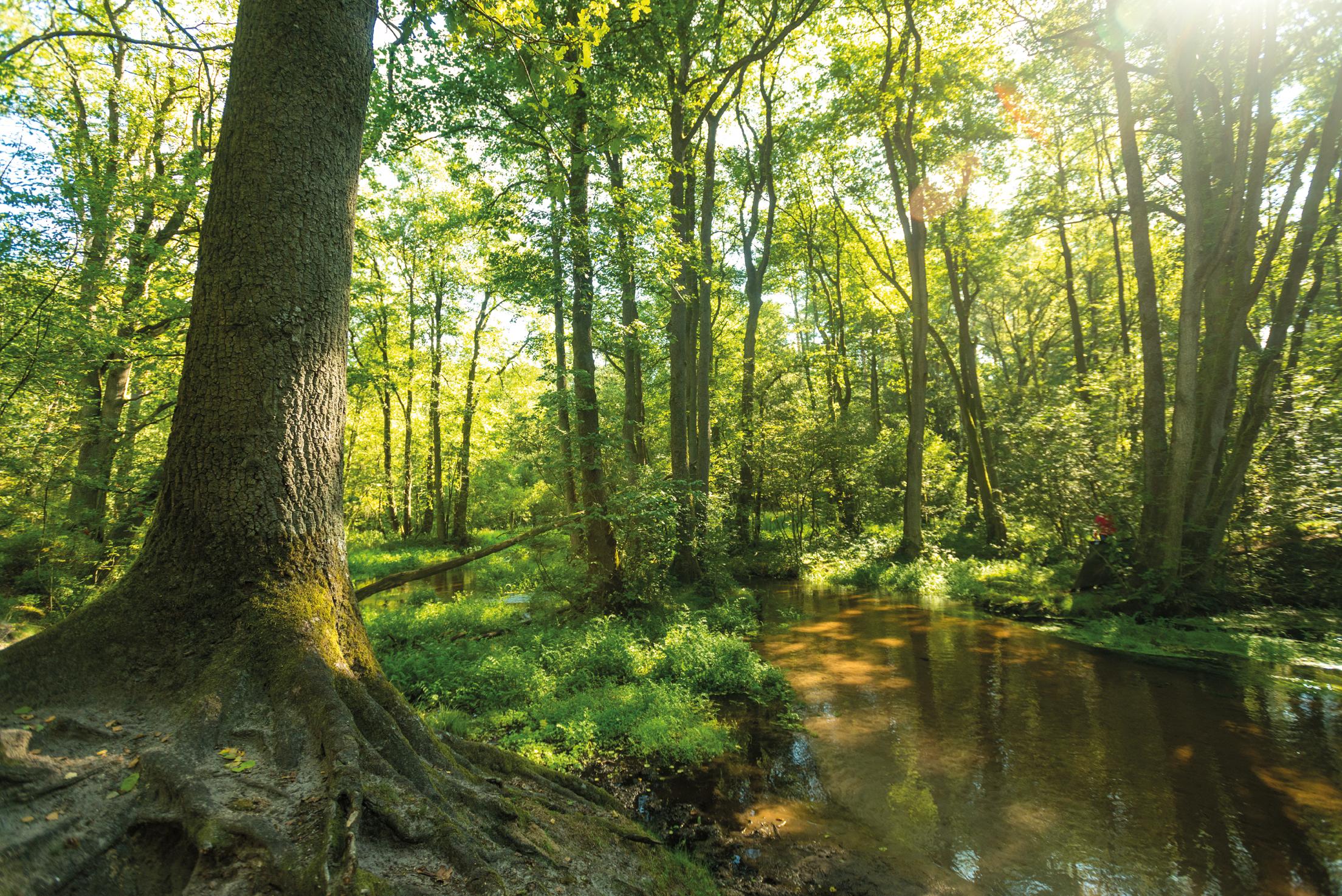 Die Seeve: durch den Urwald der Lüneburger Heide