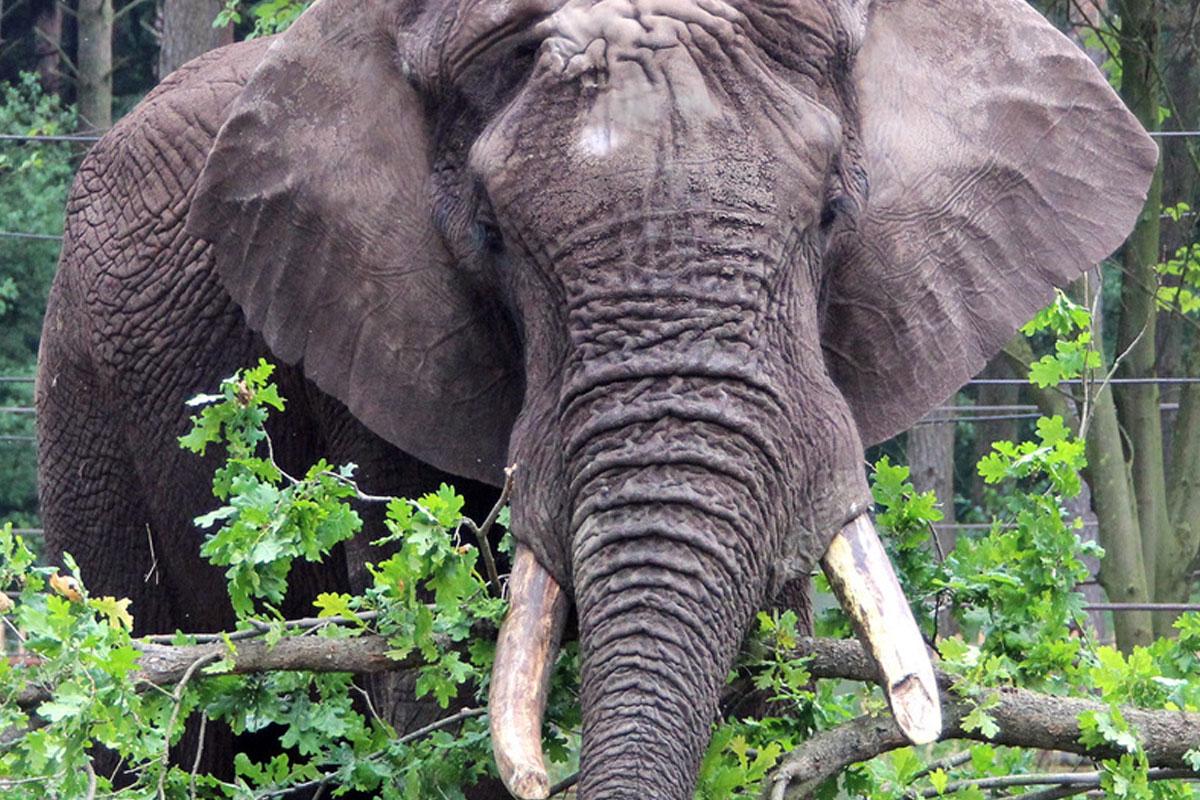 Elefant im Serengeti Park
