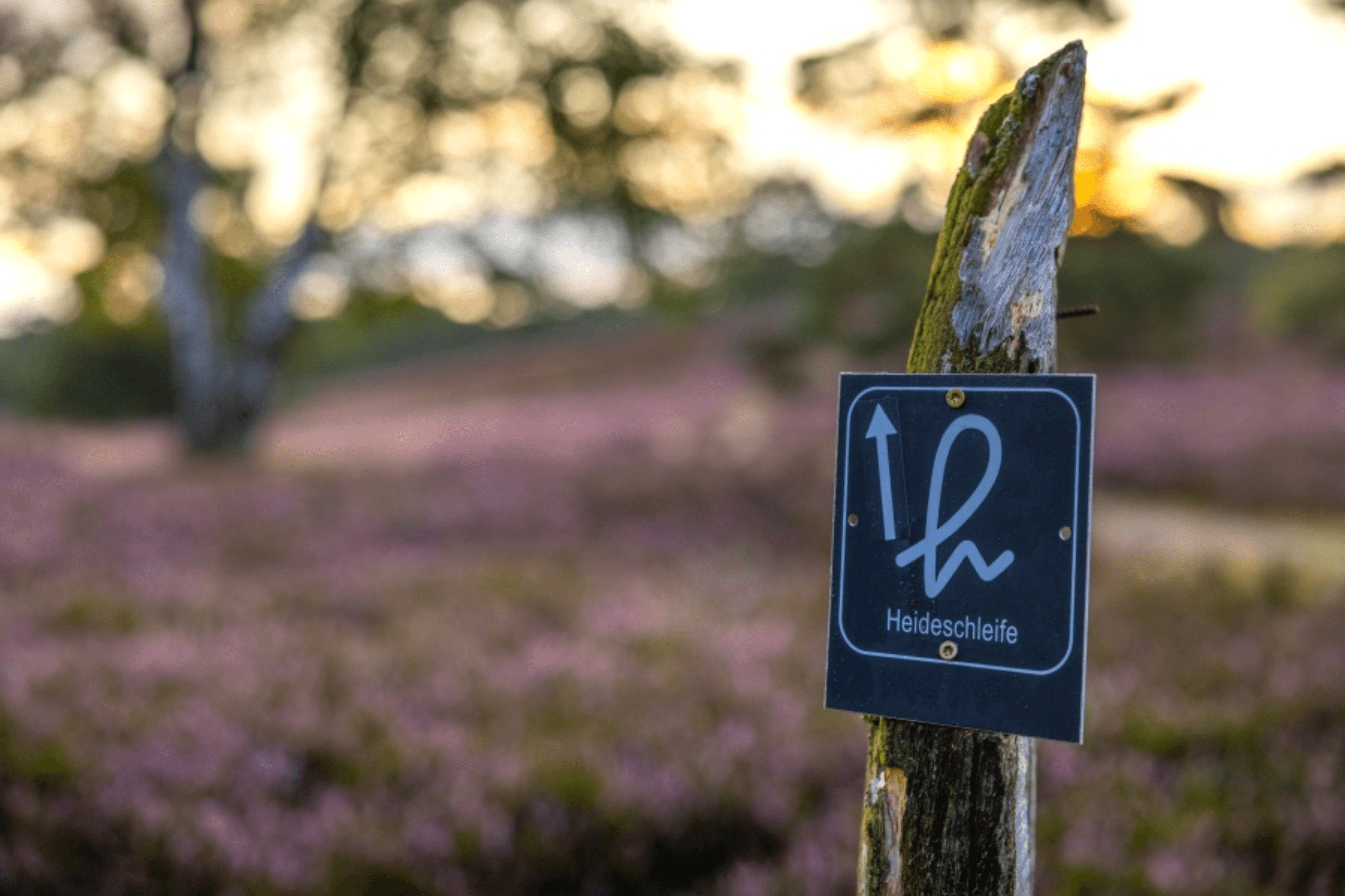 Heideschleifen Wanderwegmarkierung h