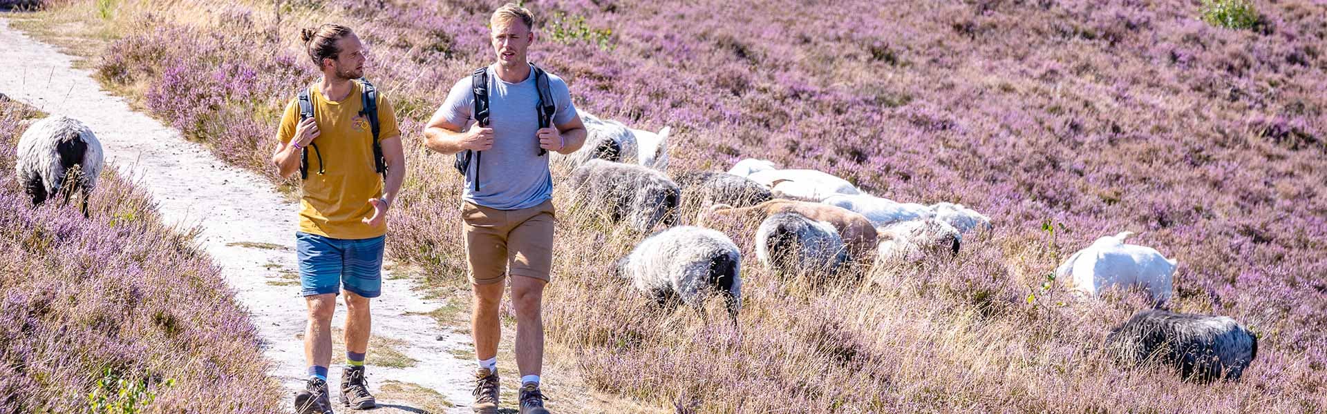 Die Top 10 Wanderwege der Lüneburger Heide