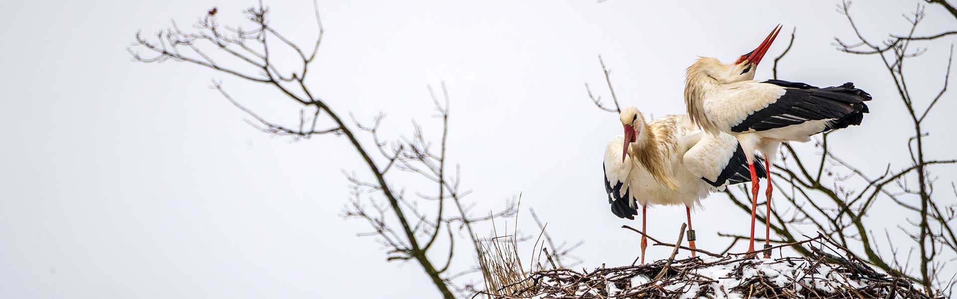 Die Störche kommen zurück in die Lüneburger Heide