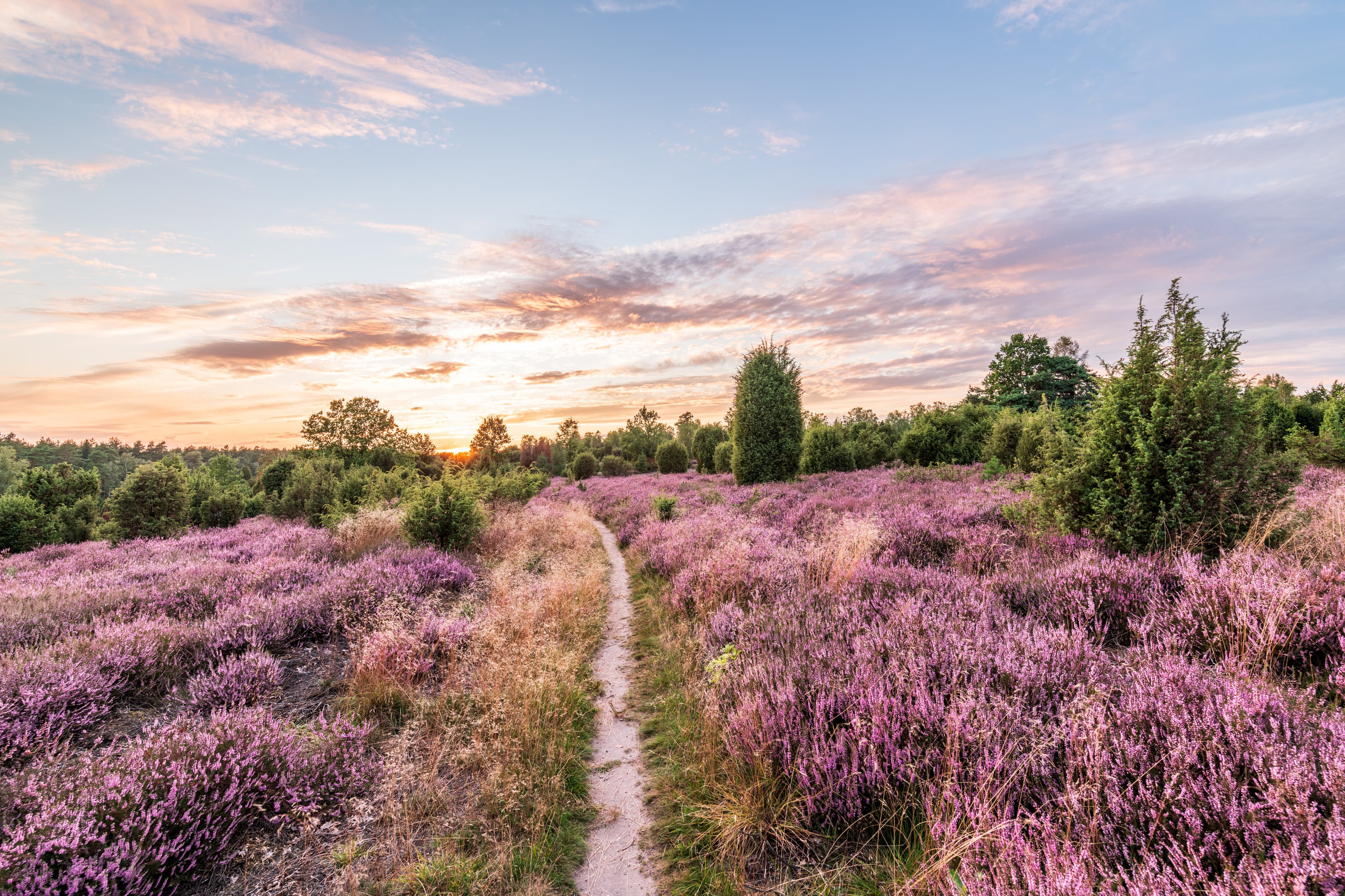 Die Ellerndorfer Heide