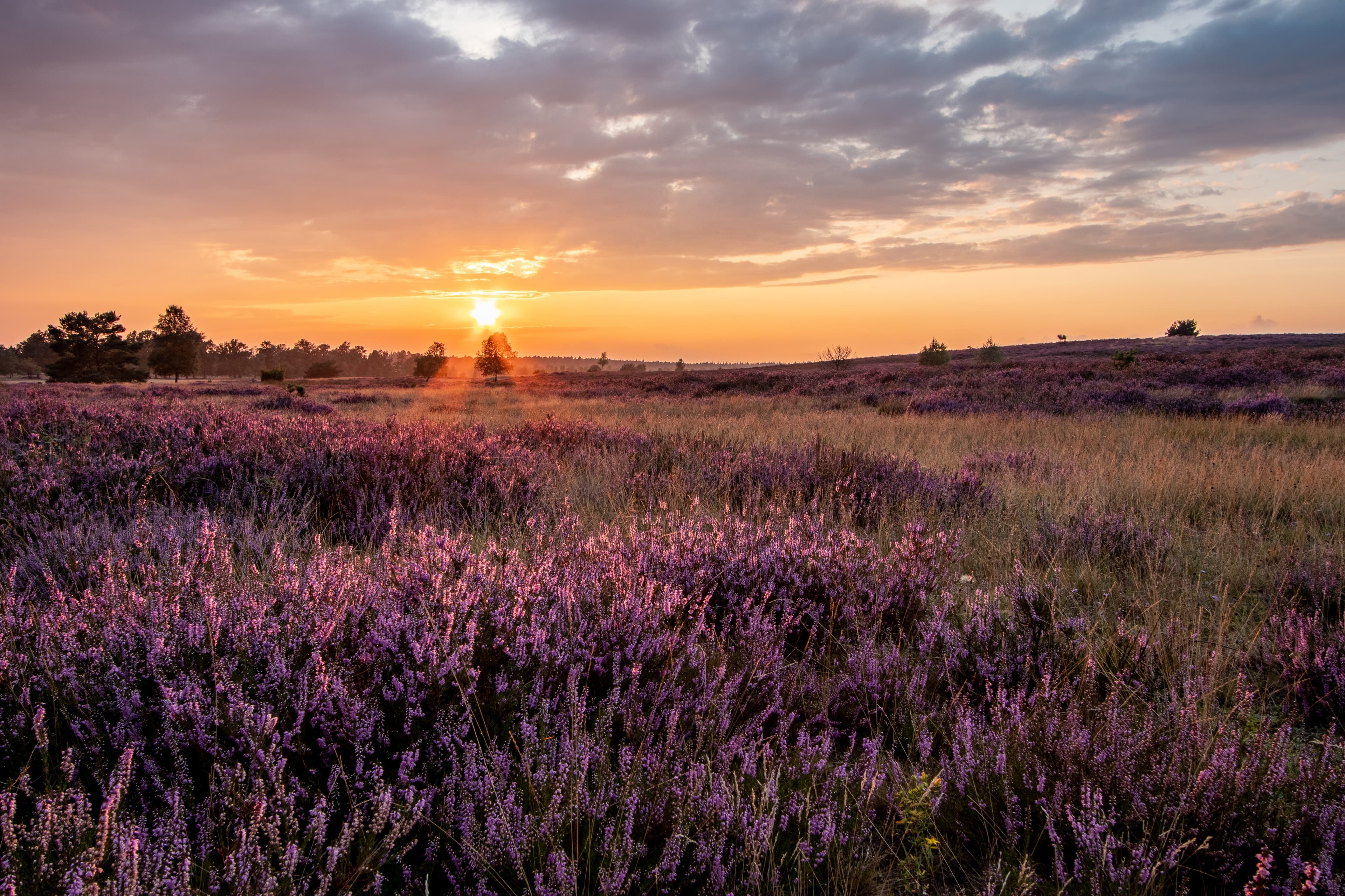 Sonnenuntergang in der Tütsberg Heide