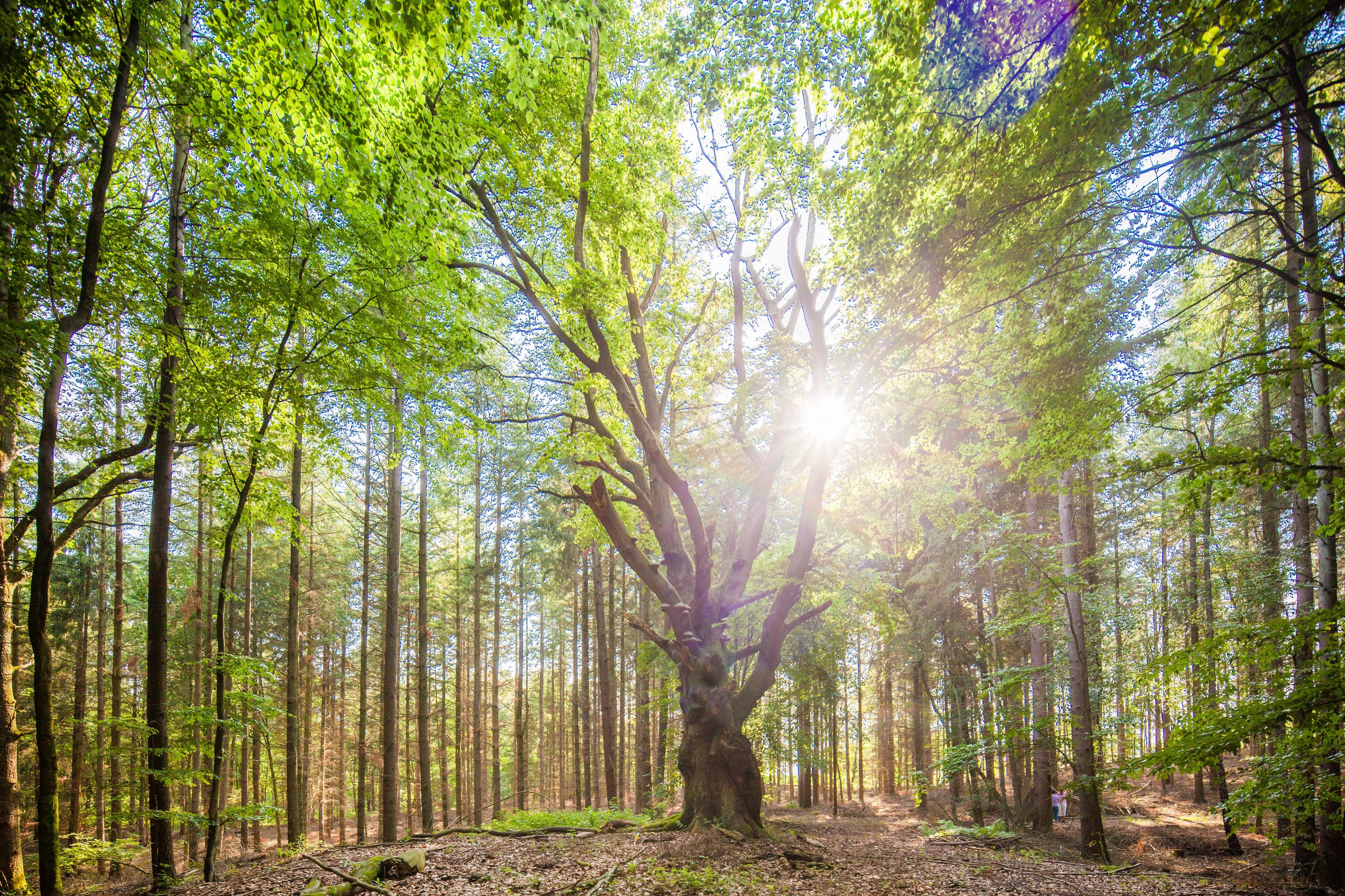 Sonnenlicht fällt durch grüne Baumkronen auf einen alten Baum im Wald.