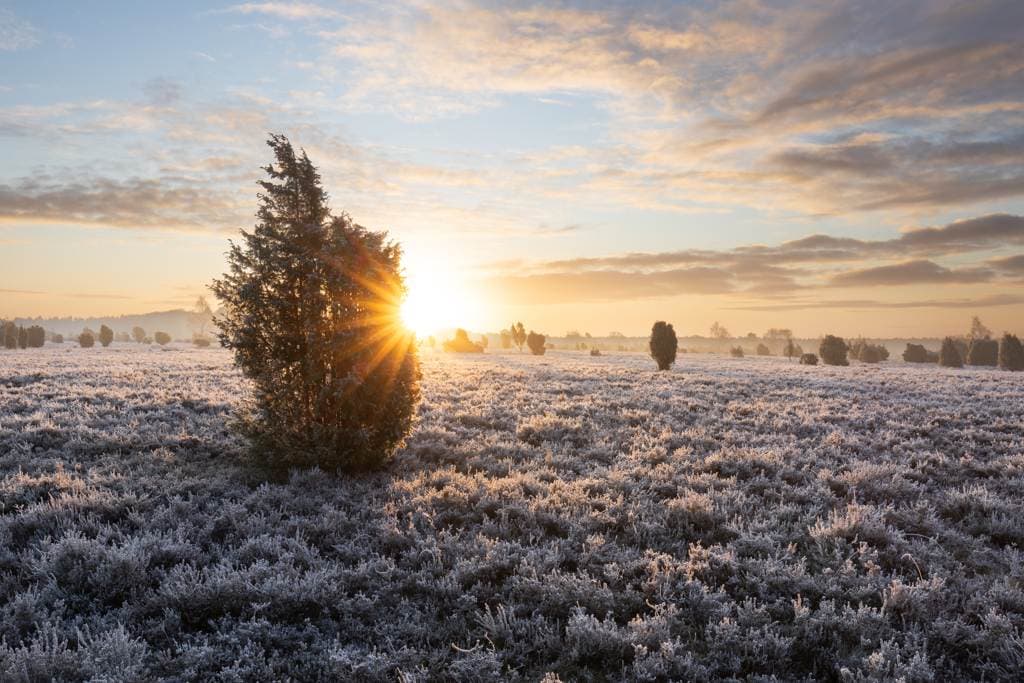 Winterlicher Wacholderwald bei Schmarbeck