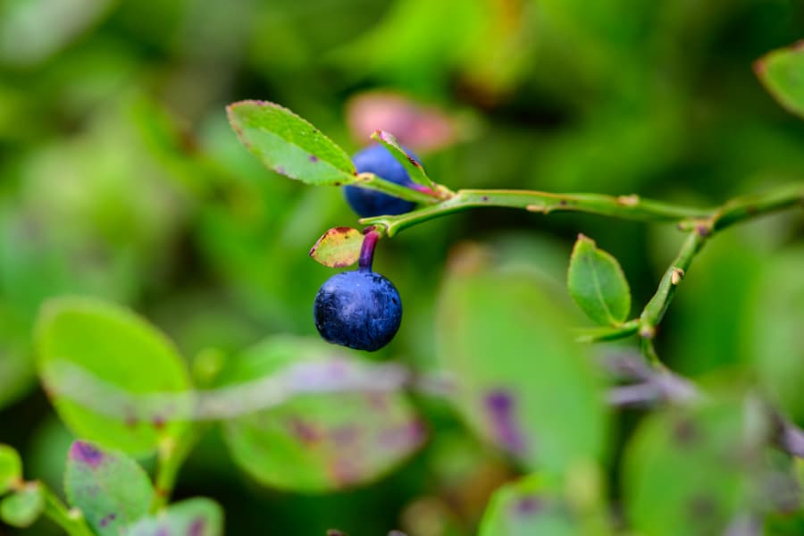 Heidelbeeren das Superfood aus der Lüneburger Heide