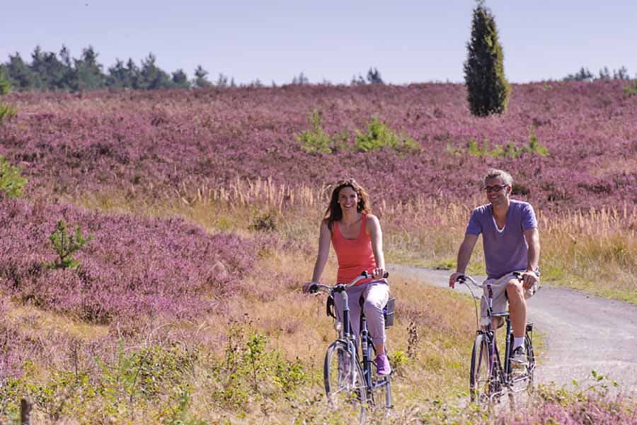 Radtour Lüneburger Heide zur Heideblüte