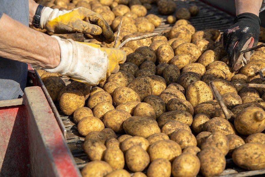 Handarbeit: Kartoffelernte in der Lüneburger Heide