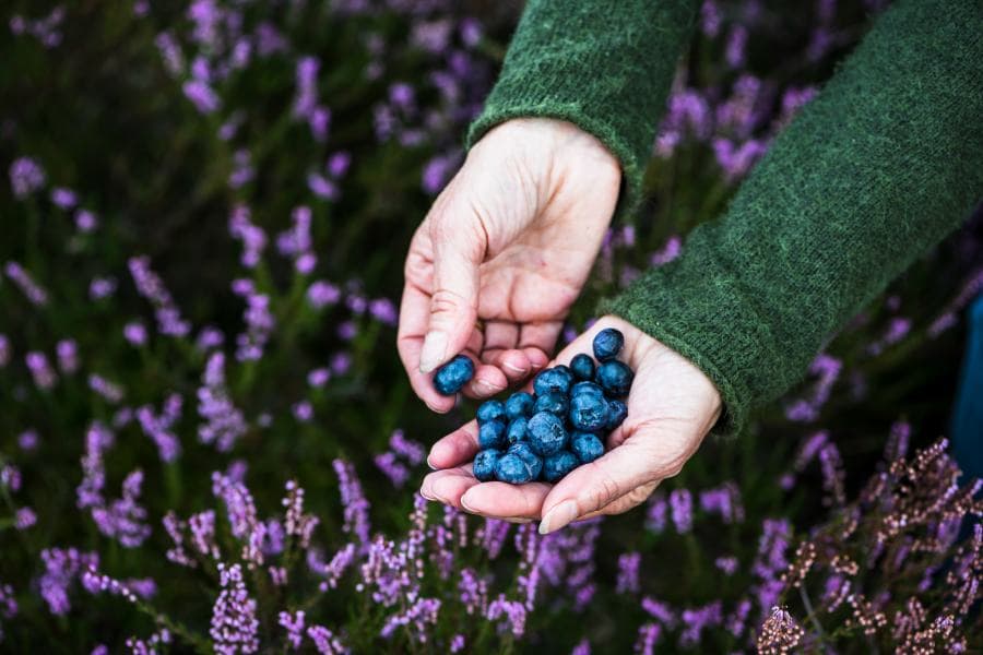 Frische Heidelbeeren aus der Lüneburger Heide
