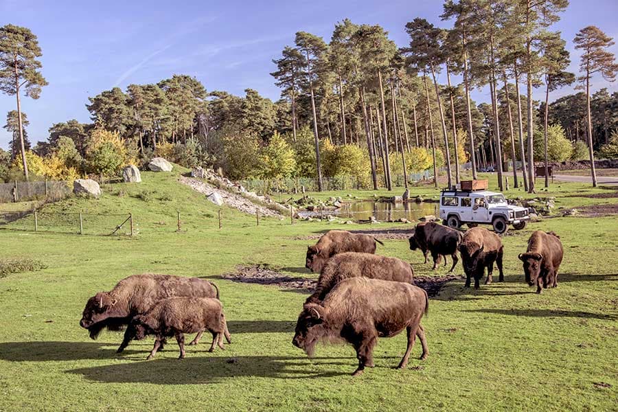 Safaripark und Tierpark in Hodenhagen: SerengetiPark