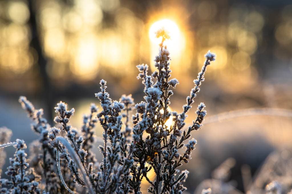 Pietzmoor im Winter in der Lüneburger Heide winterwandern