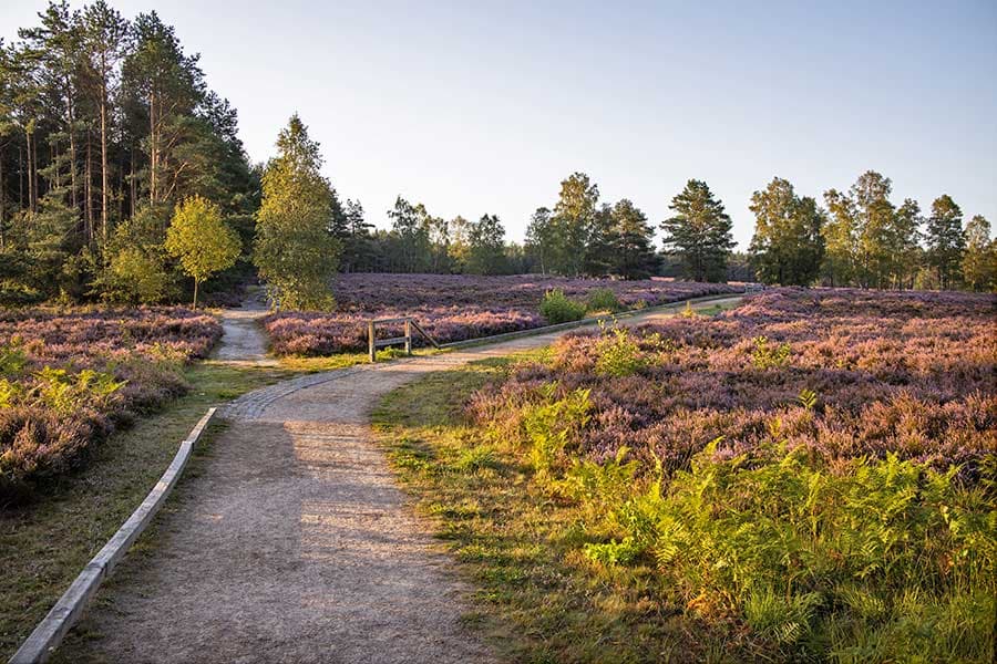 Heideschleife Angelbecks Teich, barrierefreier Rundwanderweg