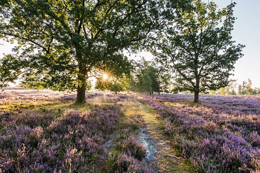Rundwanderweg am Wilseder Berg