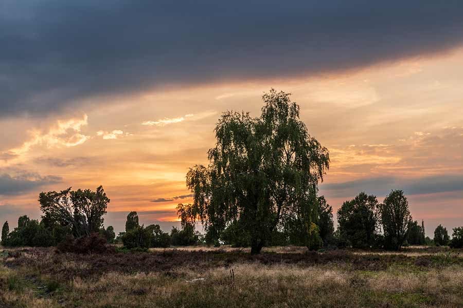 Wanderung zum Wilseder Berg von Wilsede aus