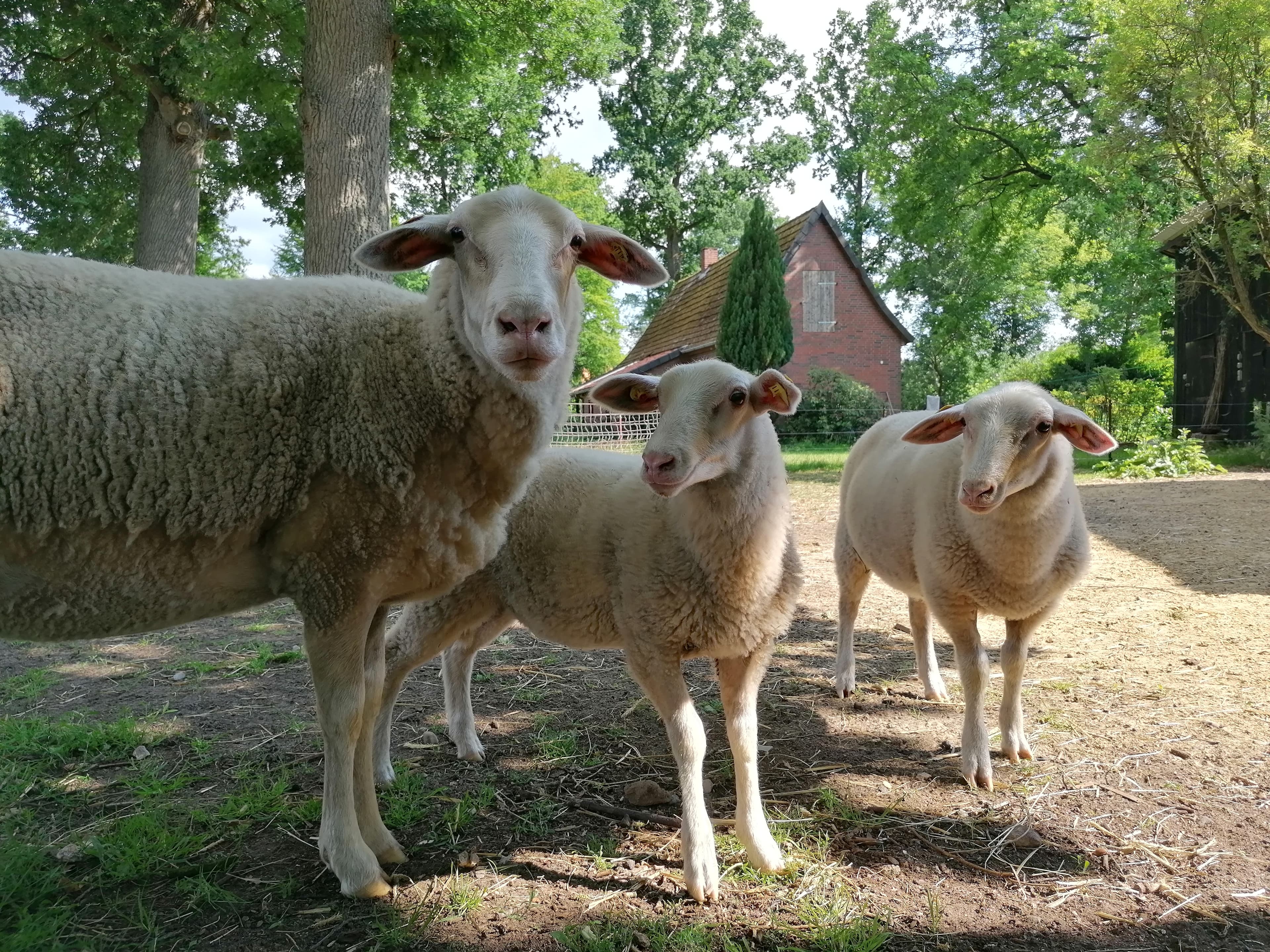 Schafe auf dem Hof des Ferienhaus Alter Speicher in Soltau