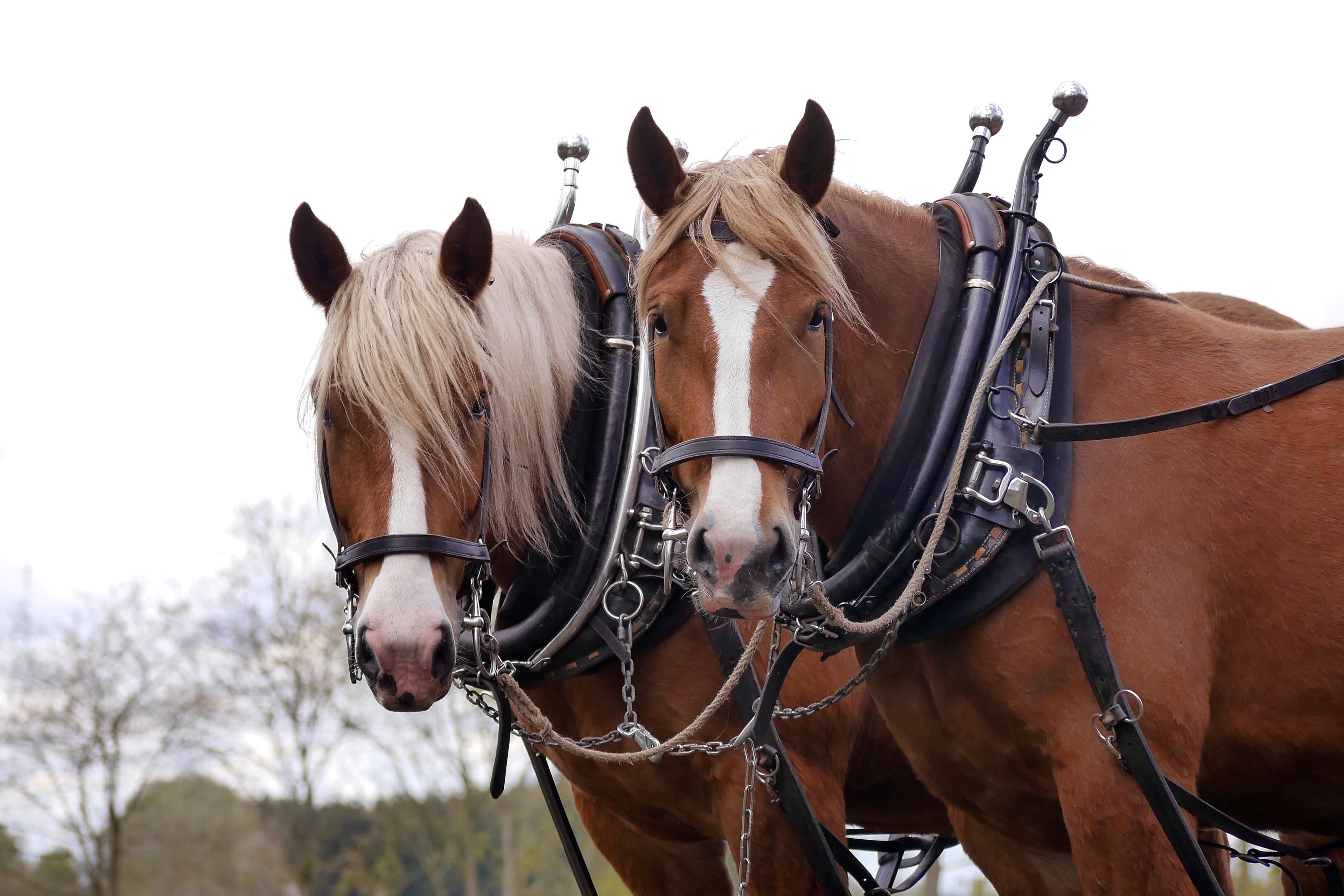 Die Pferde Anni und Beeke des Kutschbetriebs Nebershof