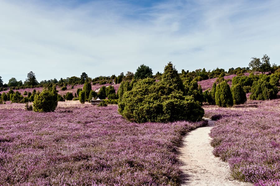 Ellerndorfer Wacholderheide bei Eimke