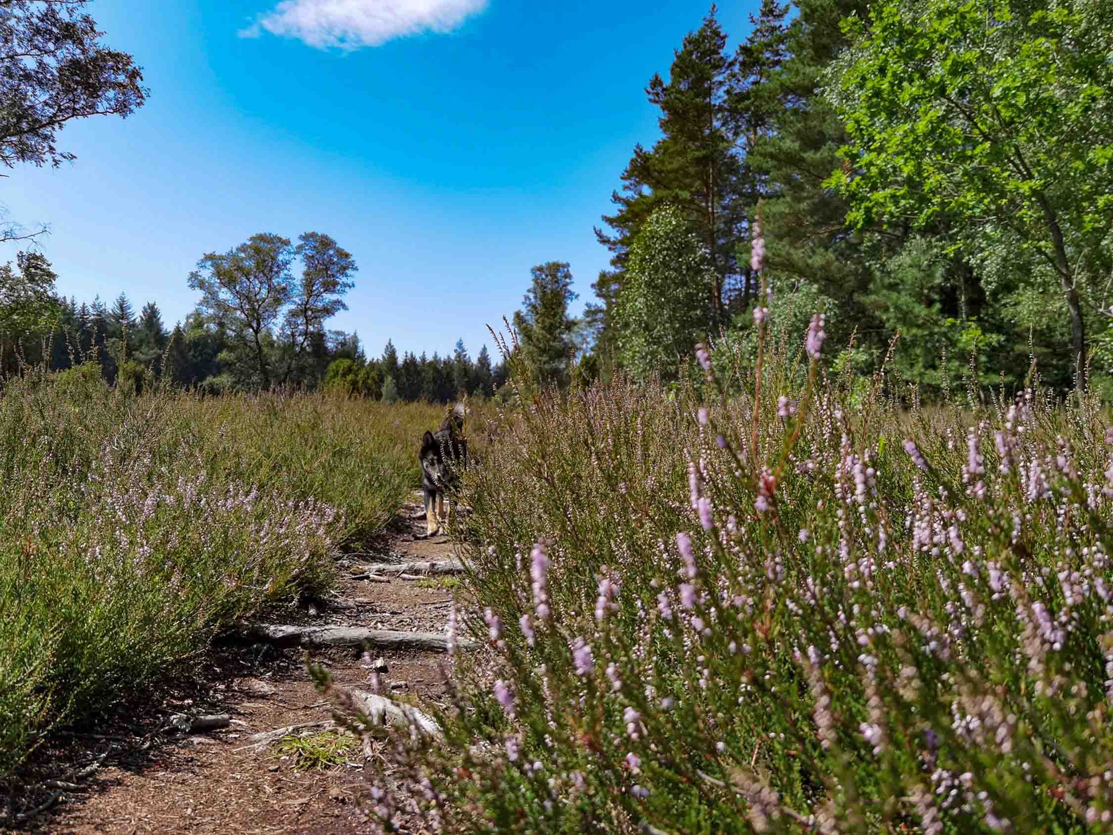 Rundweg Eimke, Wichtenbeck, Ellerndorfer Heide 1