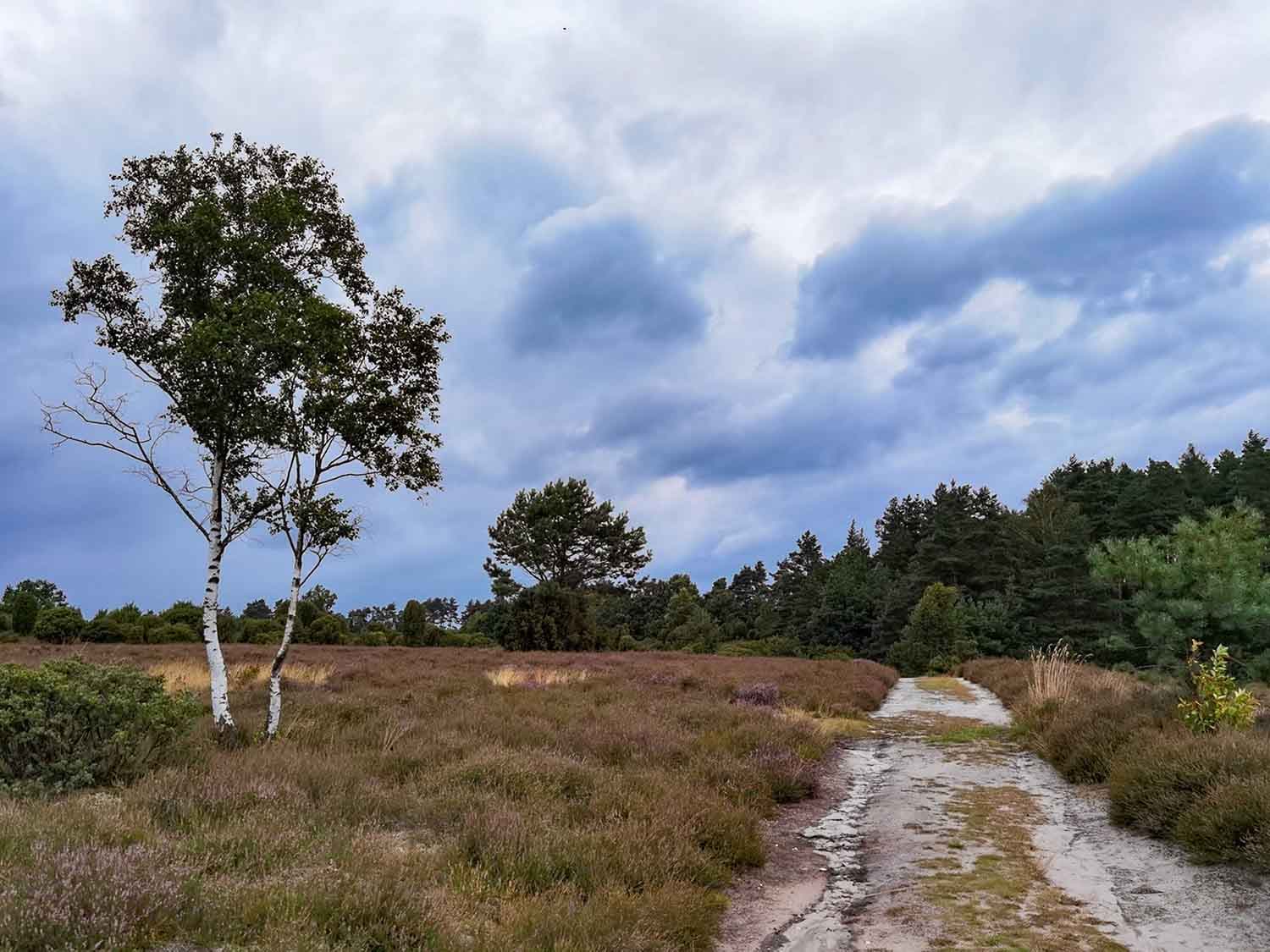 Rundweg Eimke, Wichtenbeck, Ellerndorfer Heide 5