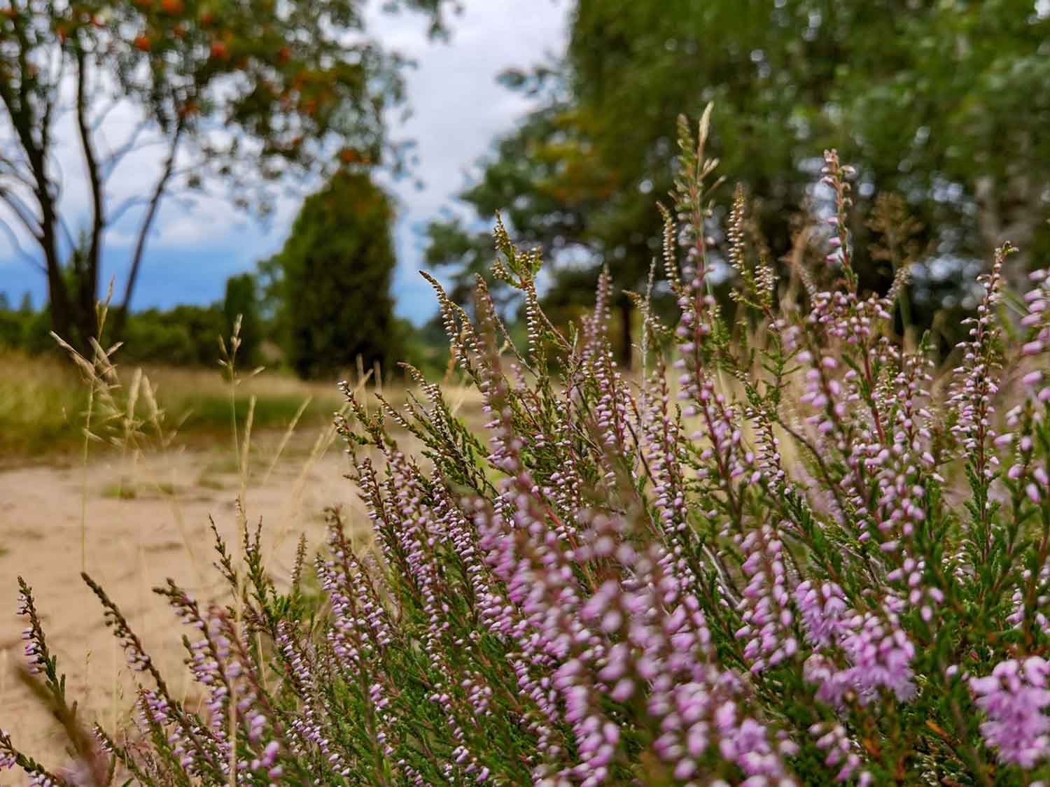 Rundweg Eimke, Wichtenbeck, Ellerndorfer Heide 8